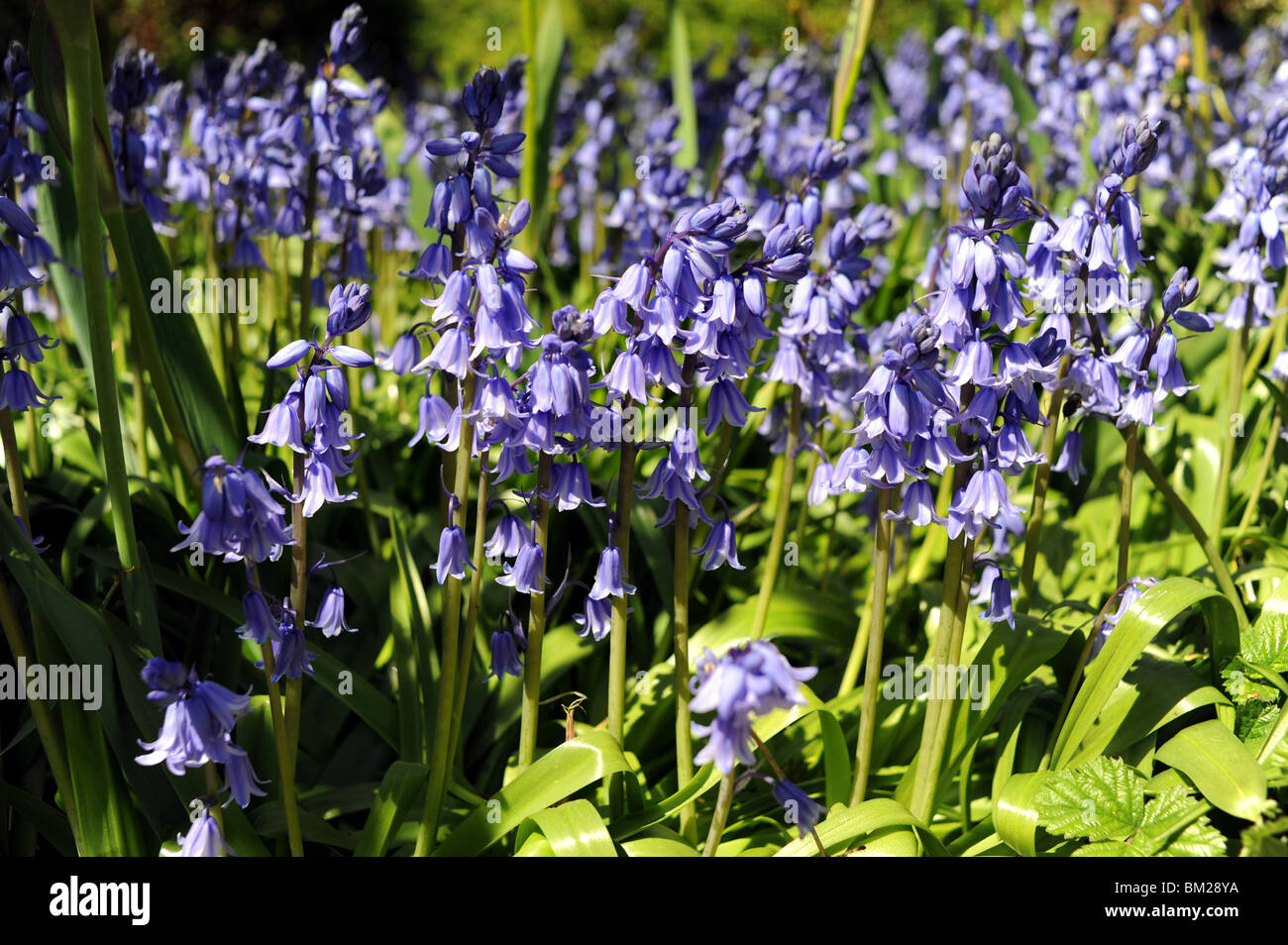 Spring flowers common bluebells in full bloom on a sunny day UK - Hyacinthus non-scripus Stock Photo