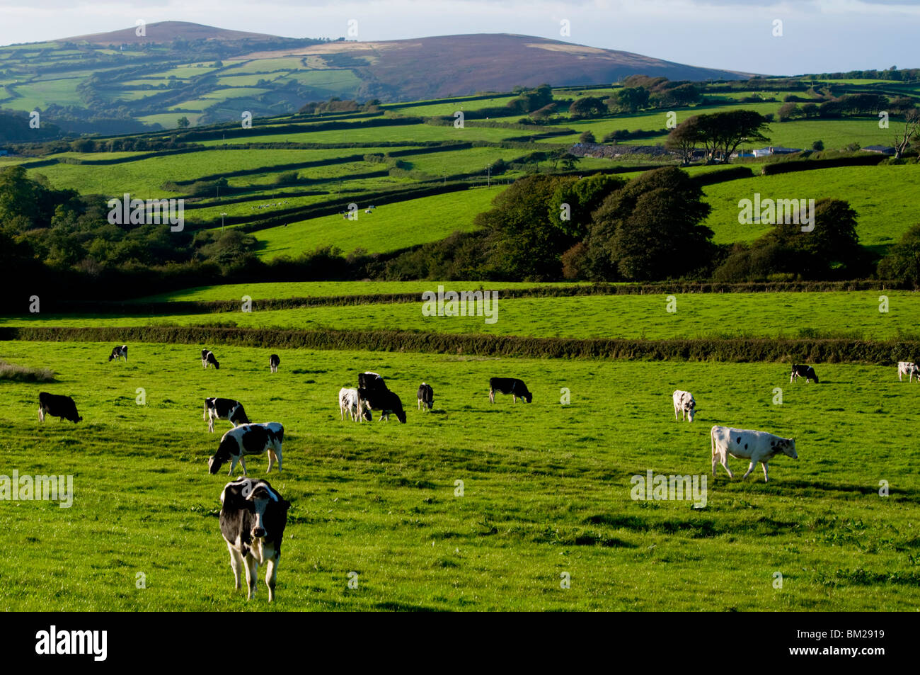 Cattle in landscape, north Exmoor, Devon, UK Stock Photo