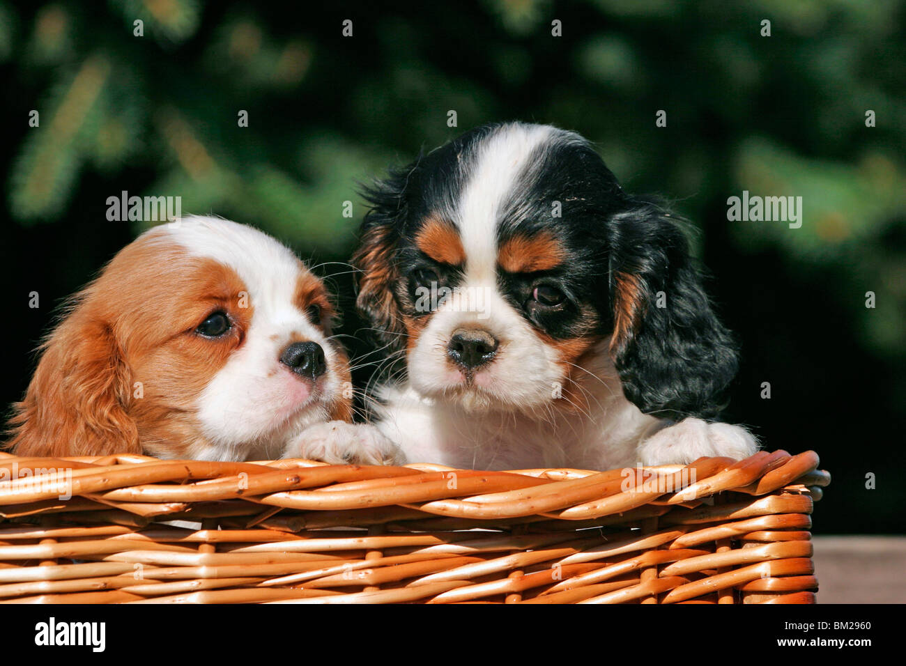 Cavalier King Charles Welpen im / CKC puppies in basket Stock Photo - Alamy
