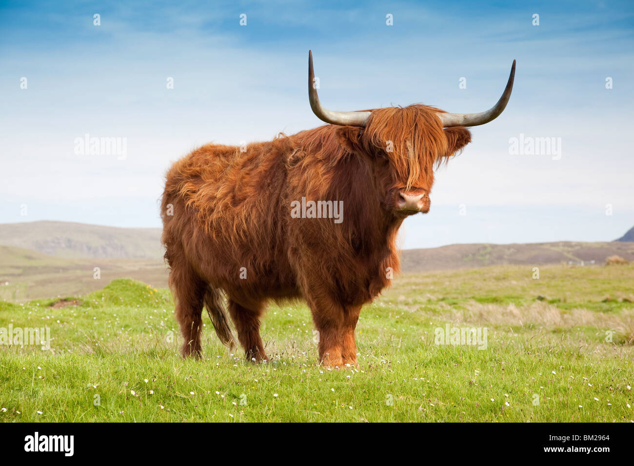 Highland cattle, Isle of Skye, Scotland, UK Stock Photo