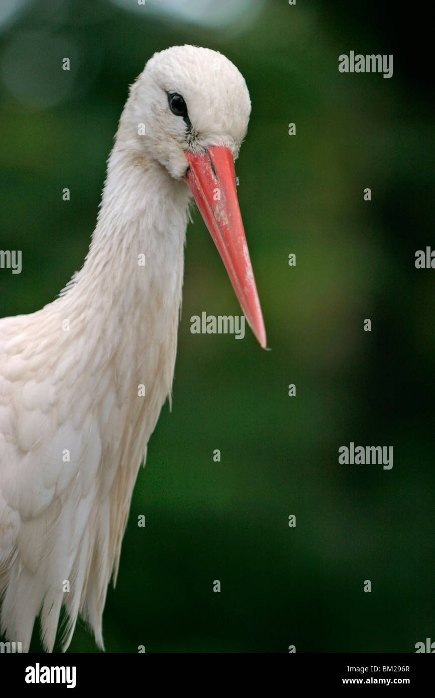 Storchenportrait / stork portrait Stock Photo