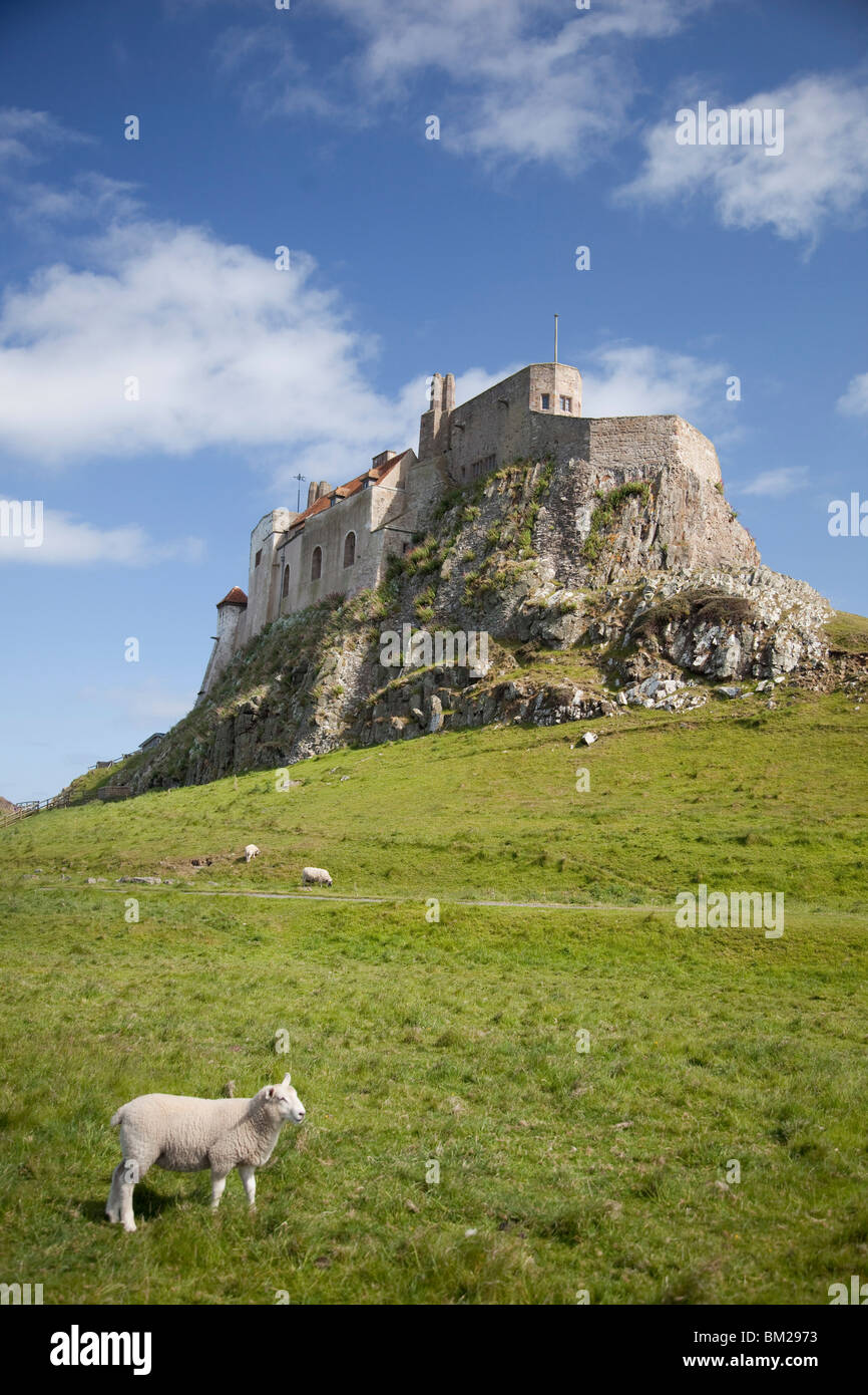 Lindisfarne Castle and sheep, Lindisfarne or Holy Island,  Northumberland, UK Stock Photo