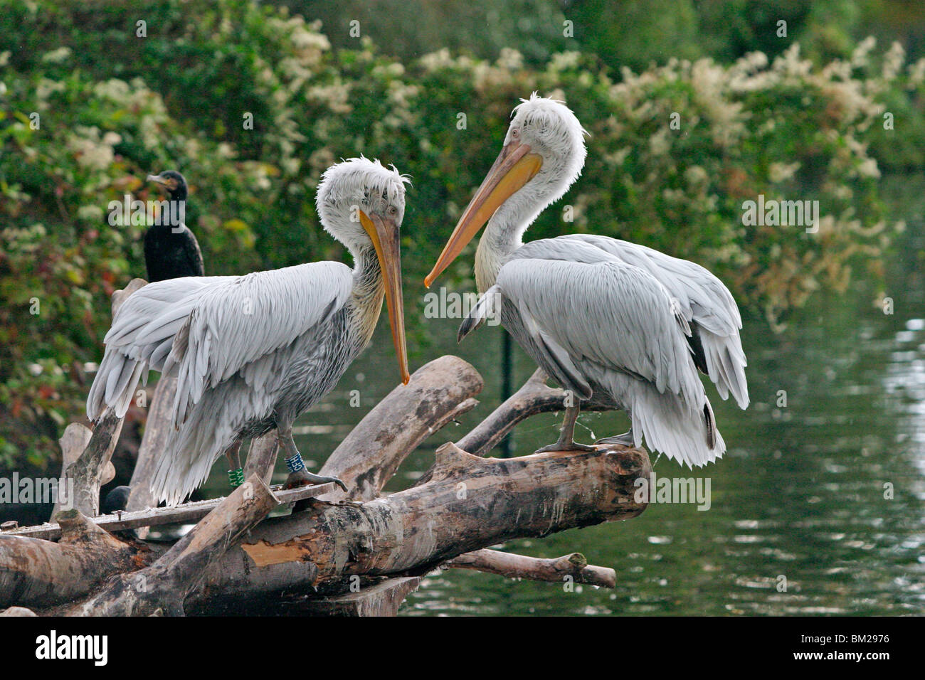 Pelikane / pelican Stock Photo