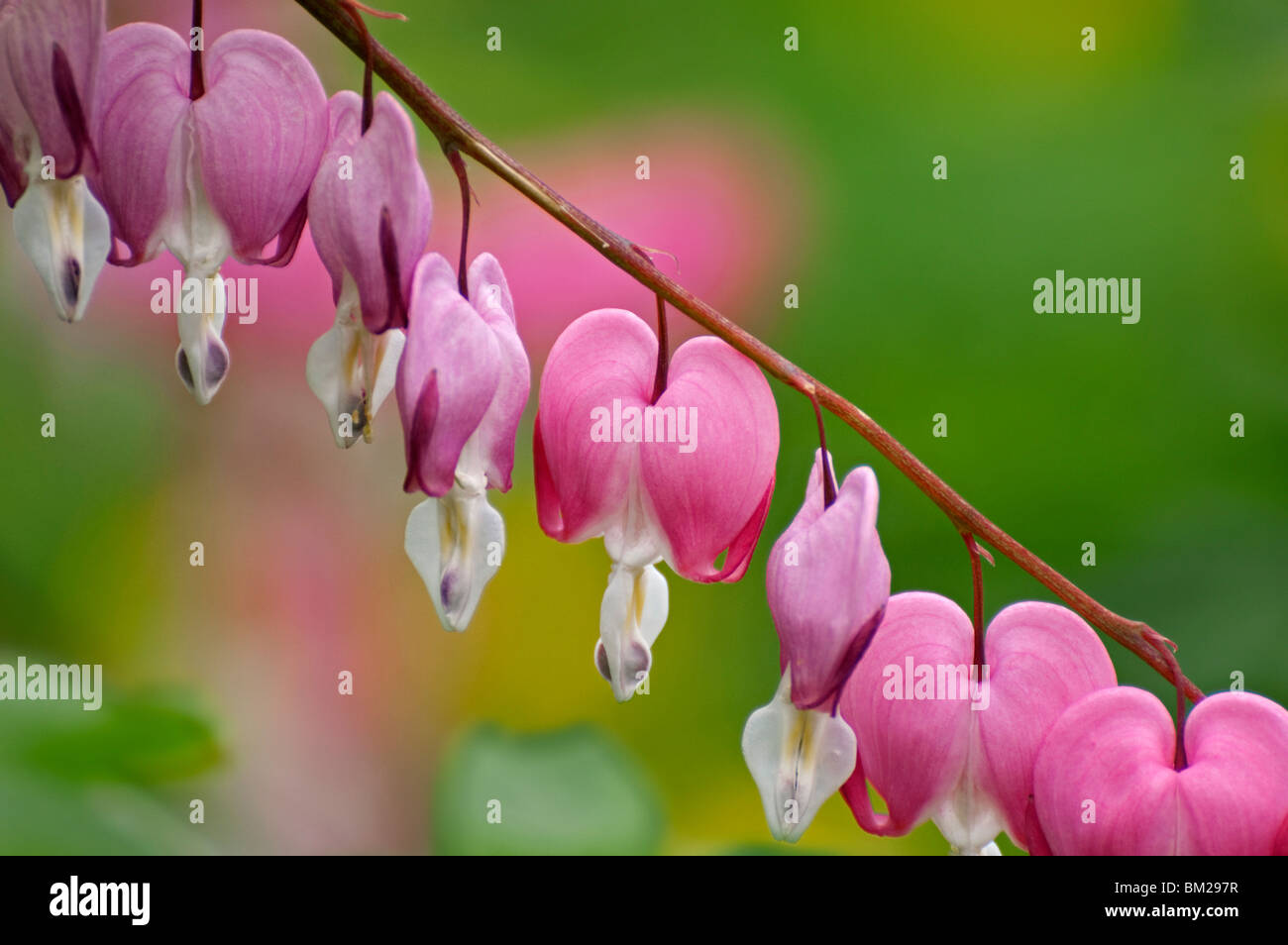 Dicentra spectabilis / Venus's car (Dicentra spectabilis), native to