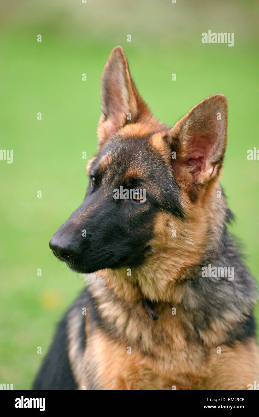 DER DEUTSCHE SCH FERHUND visual data 7