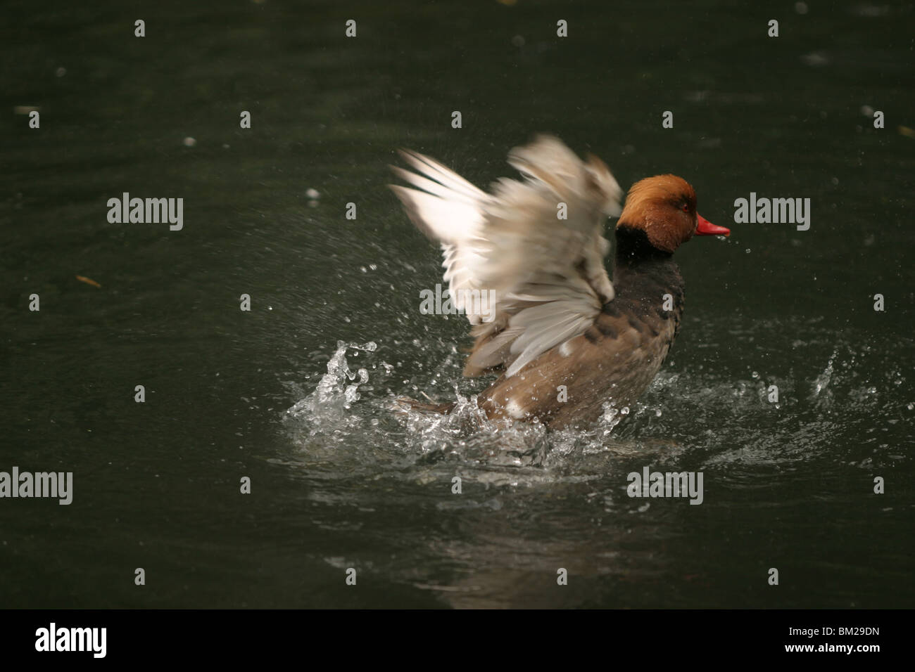 Kolbenente / red-crested pochard Stock Photo