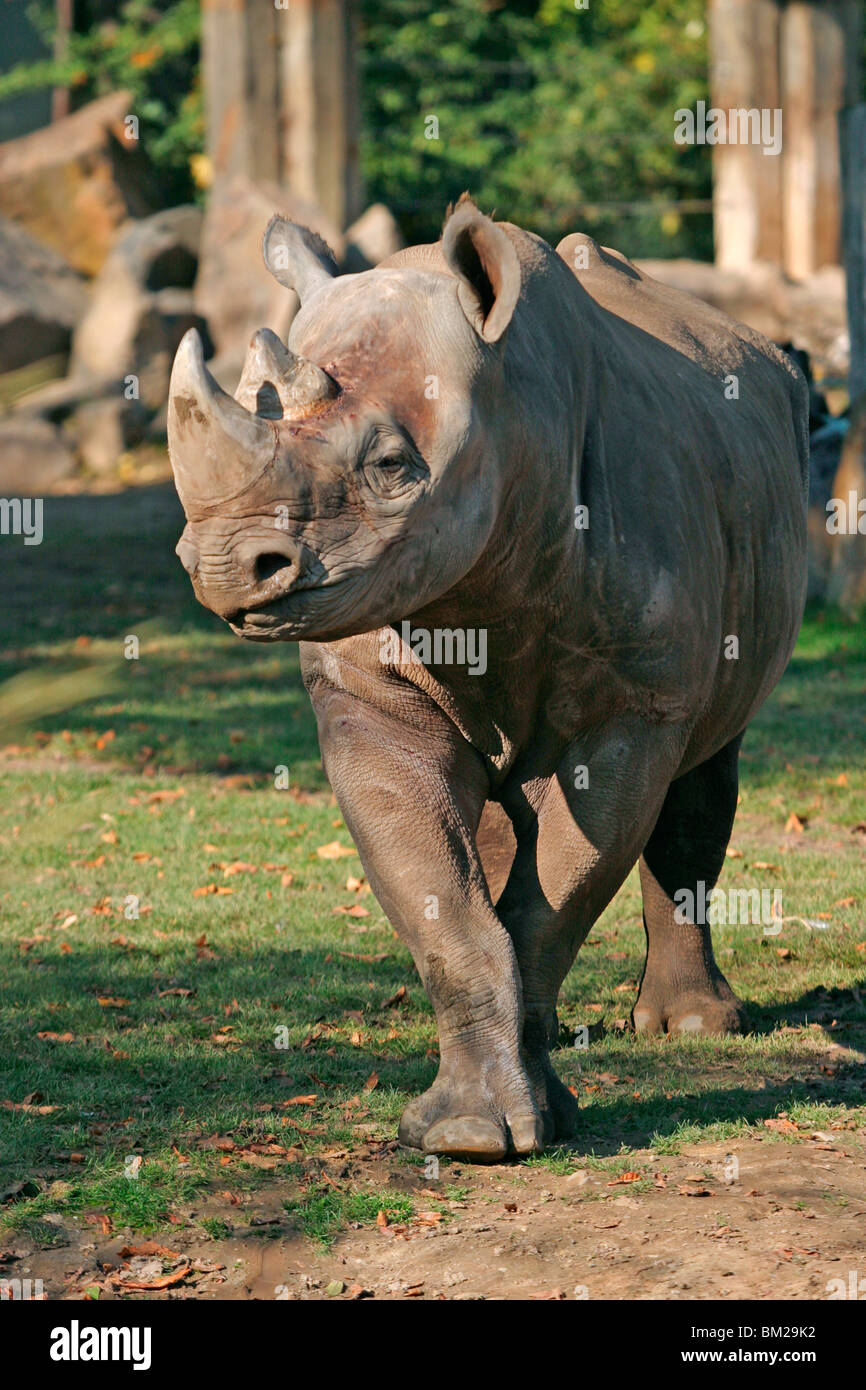 Nashorn / rhino Stock Photo - Alamy