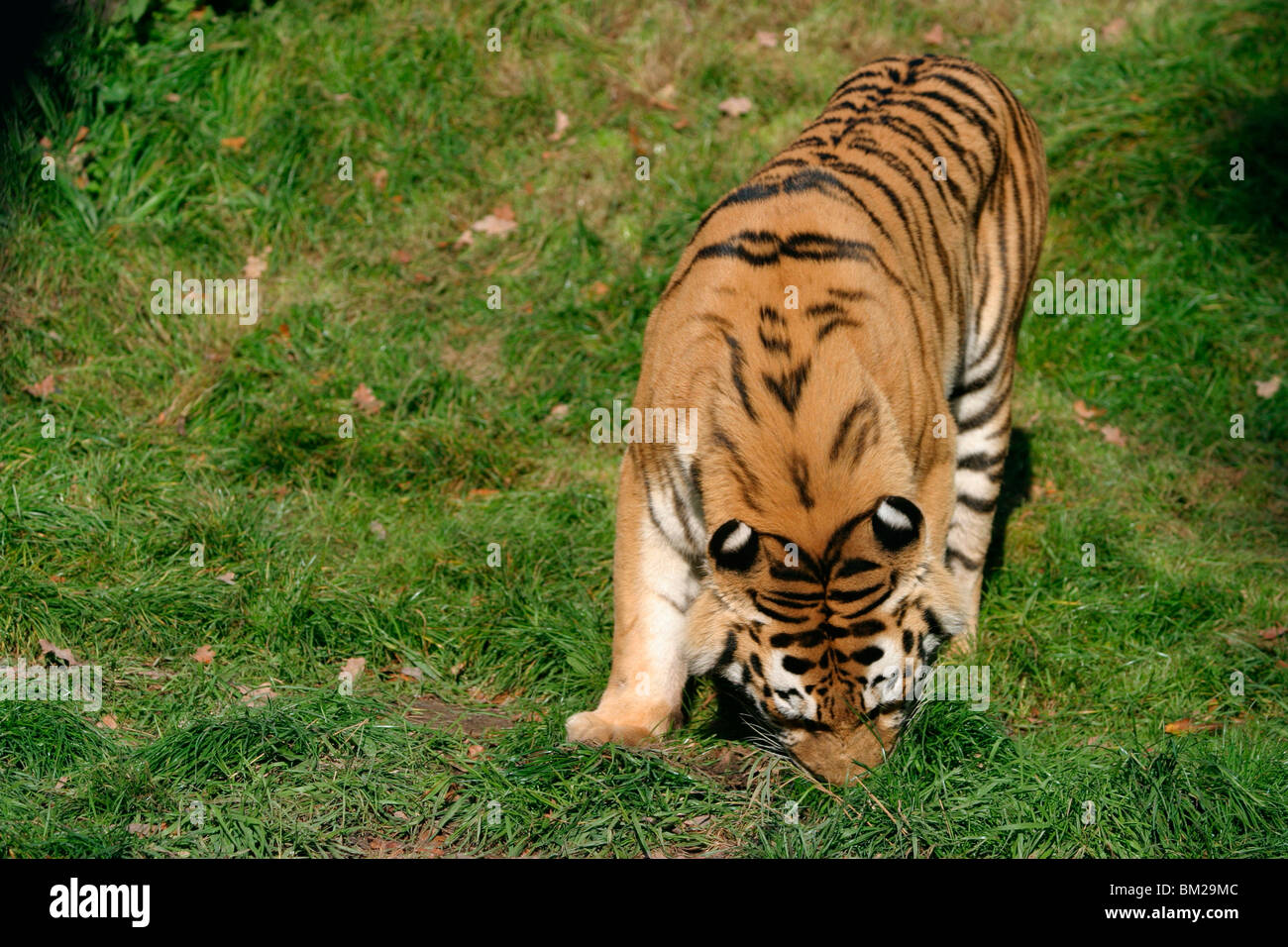 Amurtiger / tiger Stock Photo