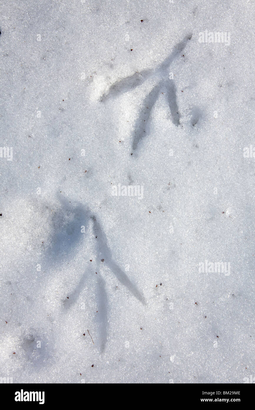 eurasian-bittern-great-bittern-botaurus-stellaris-footprints-in-the