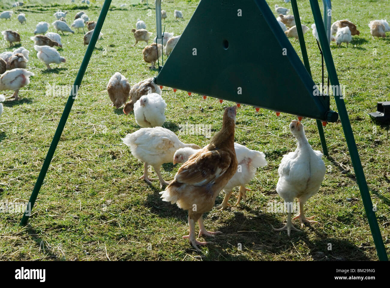 free range chickens drinking water . Leicestershire UK Stock Photo Alamy