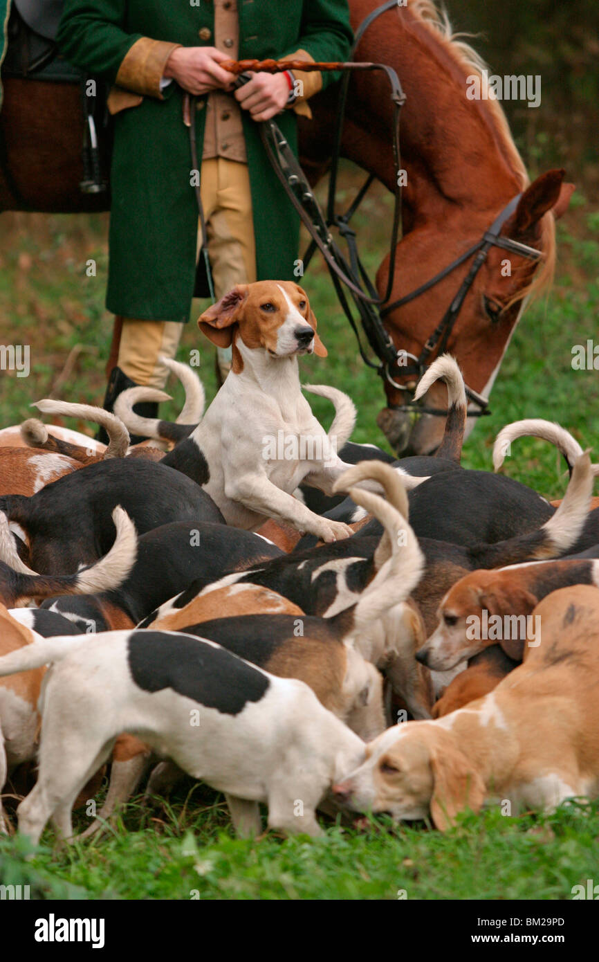 Beagle pack hi-res stock photography and images - Alamy