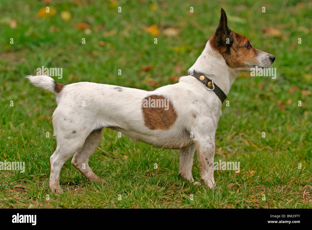 stehender / standing Jack Russell Terrier Stock Photo - Alamy