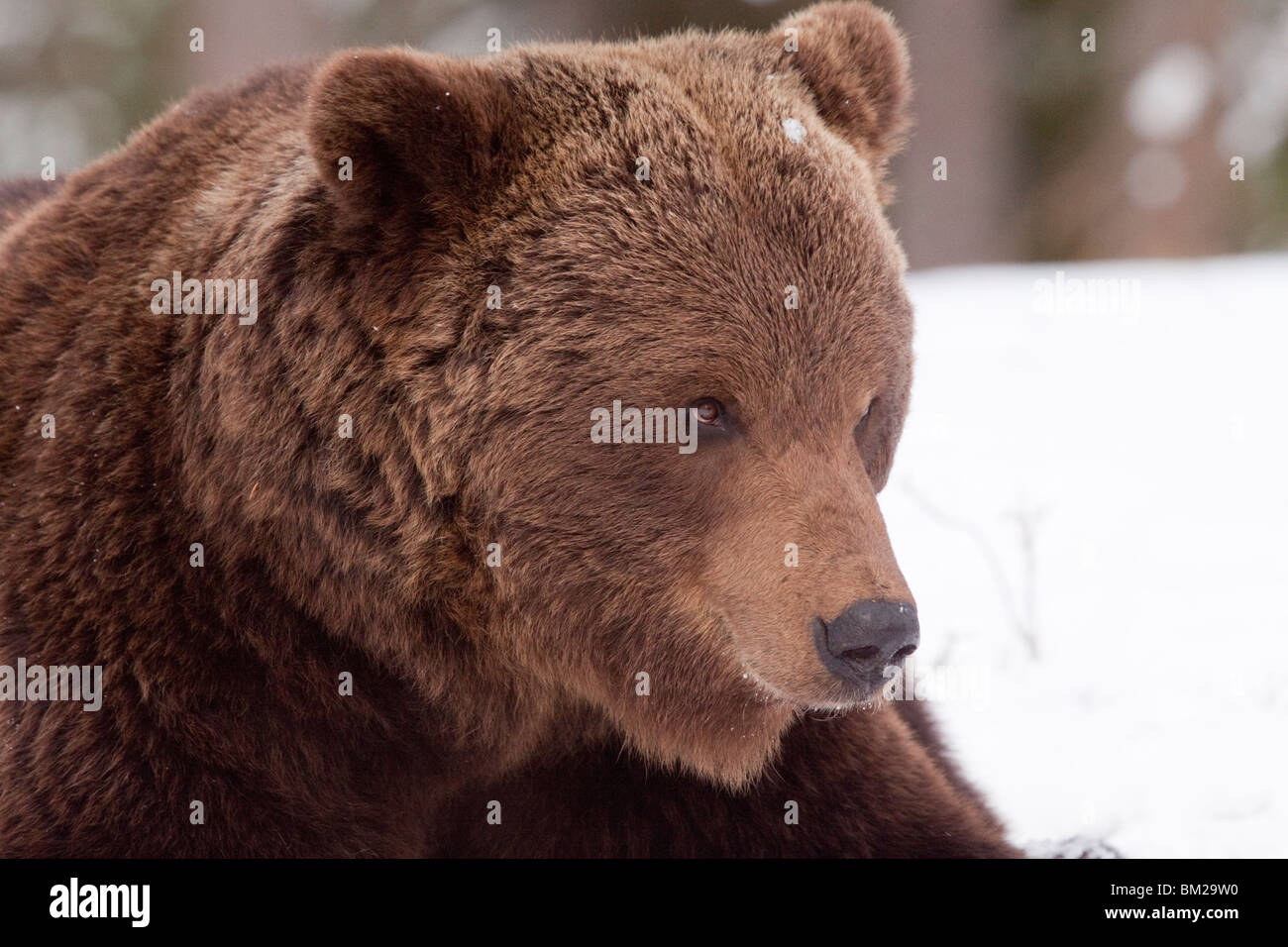 Eurasian brown bear in the snow in Taiga forest. Stock Photo