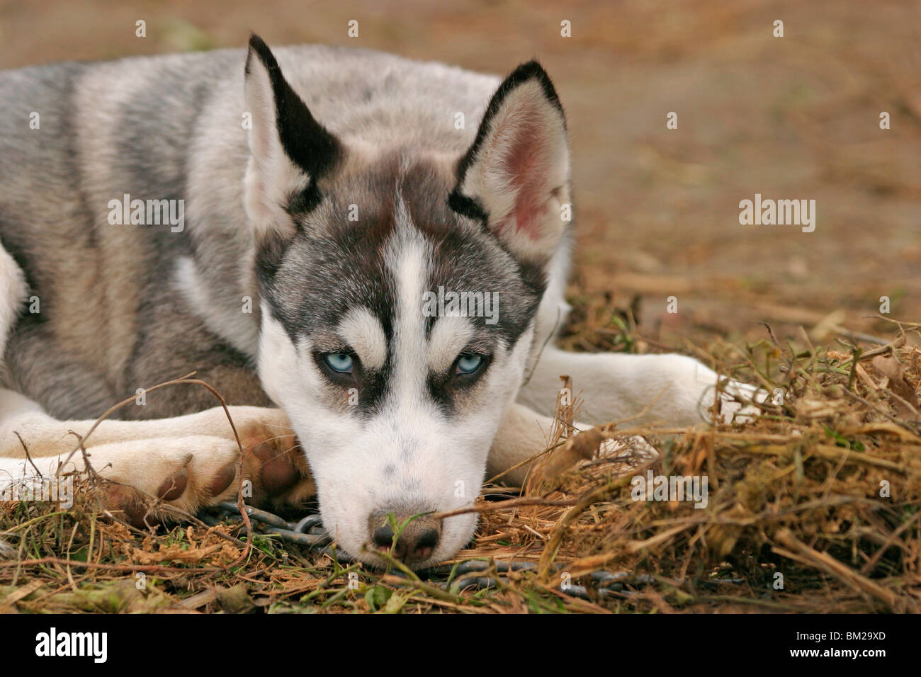 Sibirischer Husky / Sibirien Husky Stock Photo - Alamy