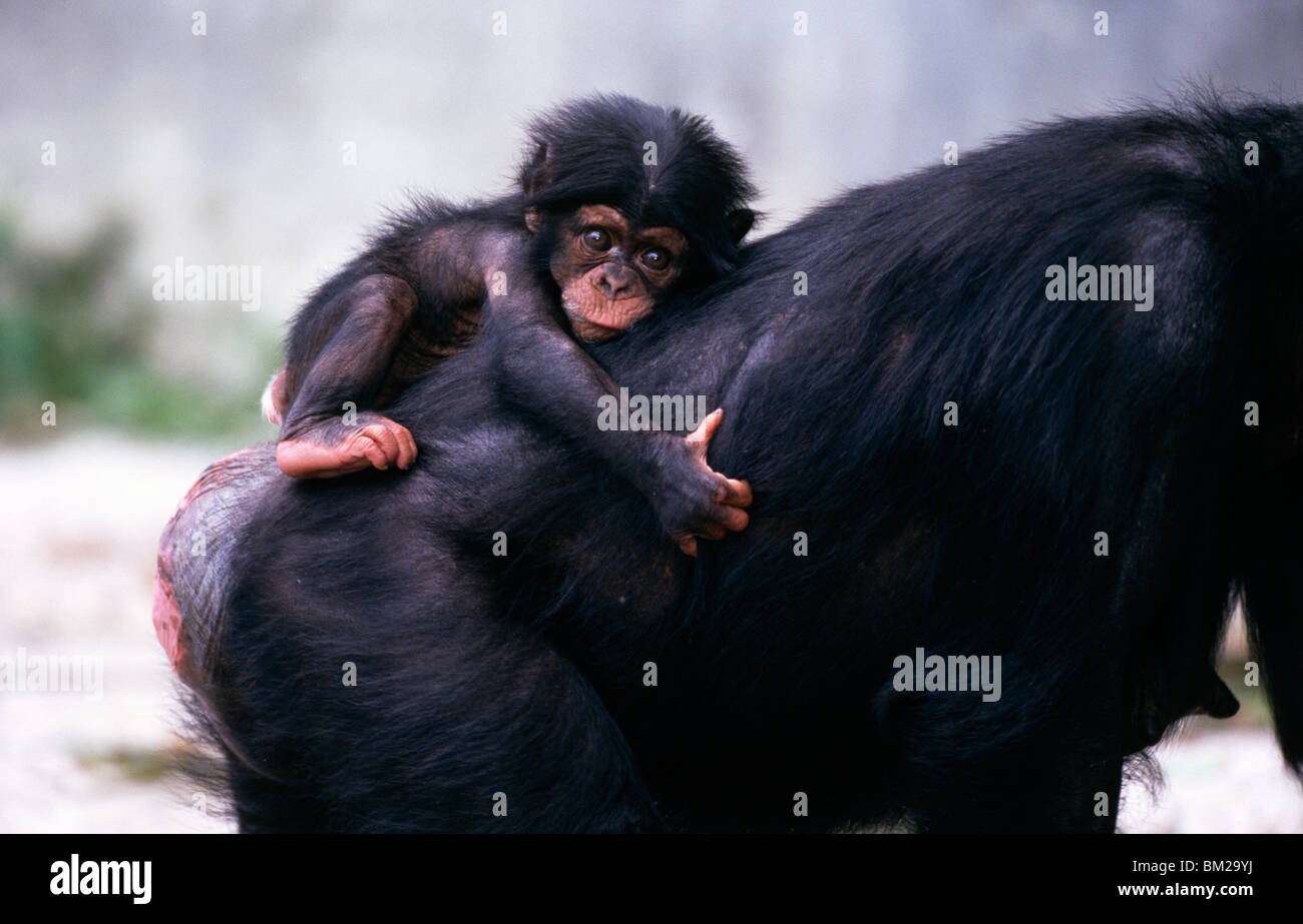 Family of Chimpanzees (Pan troglodytes) Stock Photo