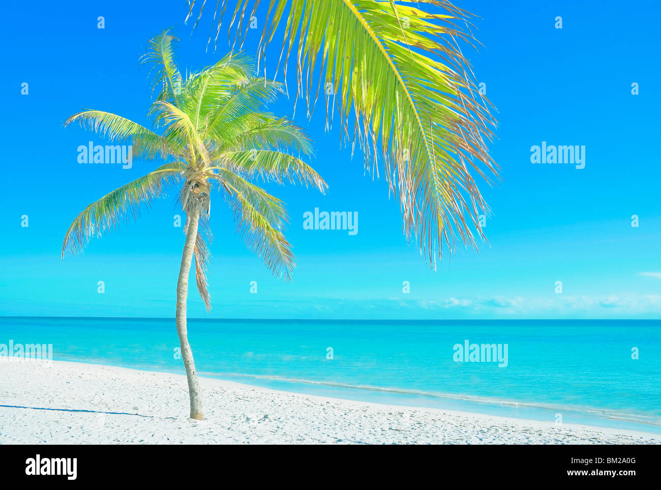 Palm tree on George Smathers Beach, Key West, Florida, USA Stock Photo