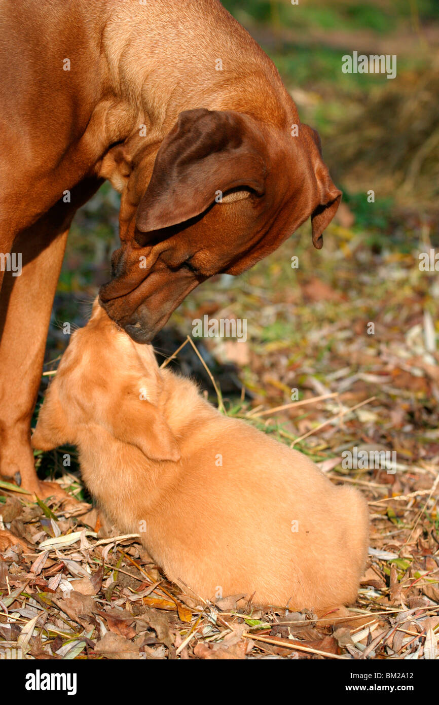 Rhodesian Ridgeback & Labrador Welpe / Puppy Stock Photo