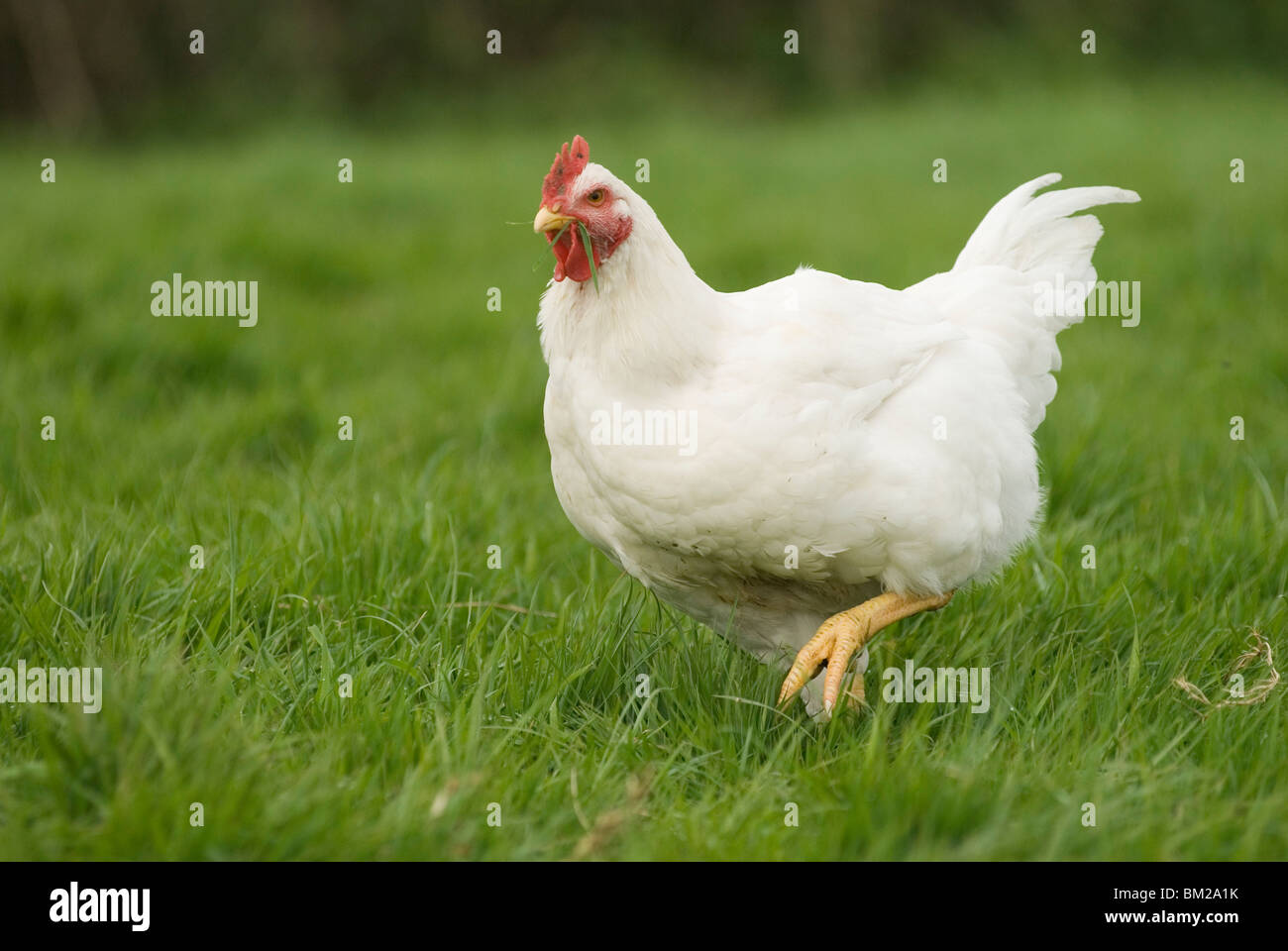 Free range poultry Cockerels Leicestershire UK HOMER SYKES Stock Photo