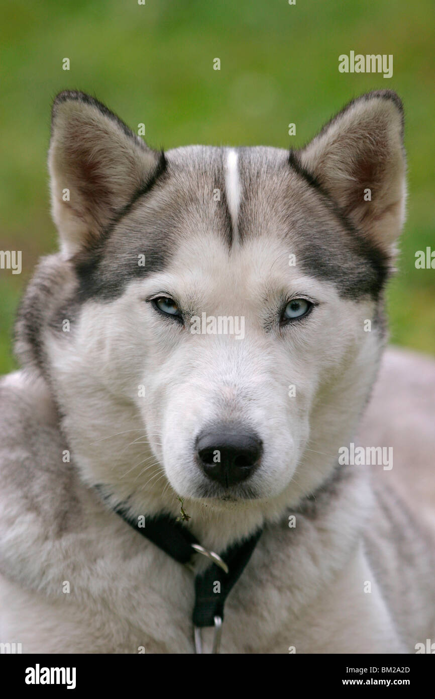 Grönlandhund im Portrait / dog head Stock Photo