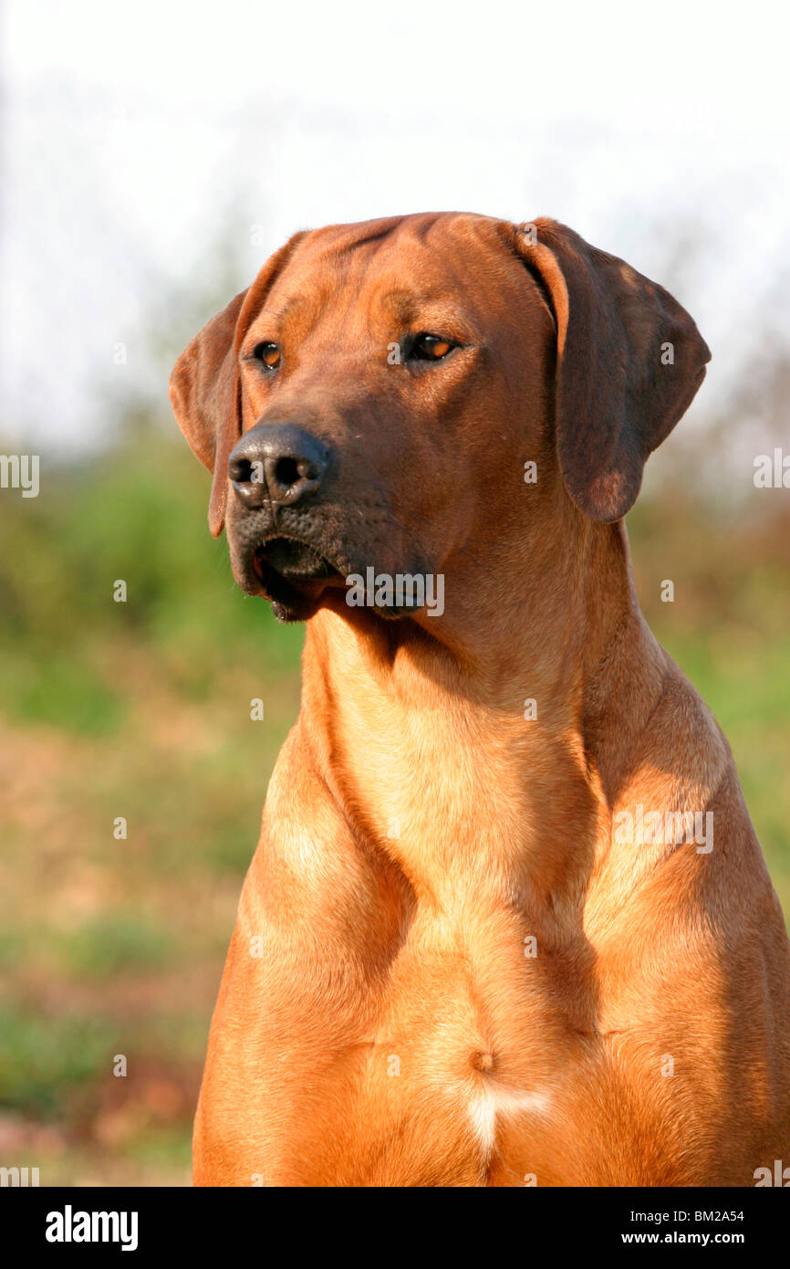 Rhodesian Ridgeback Portrait Stock Photo - Alamy