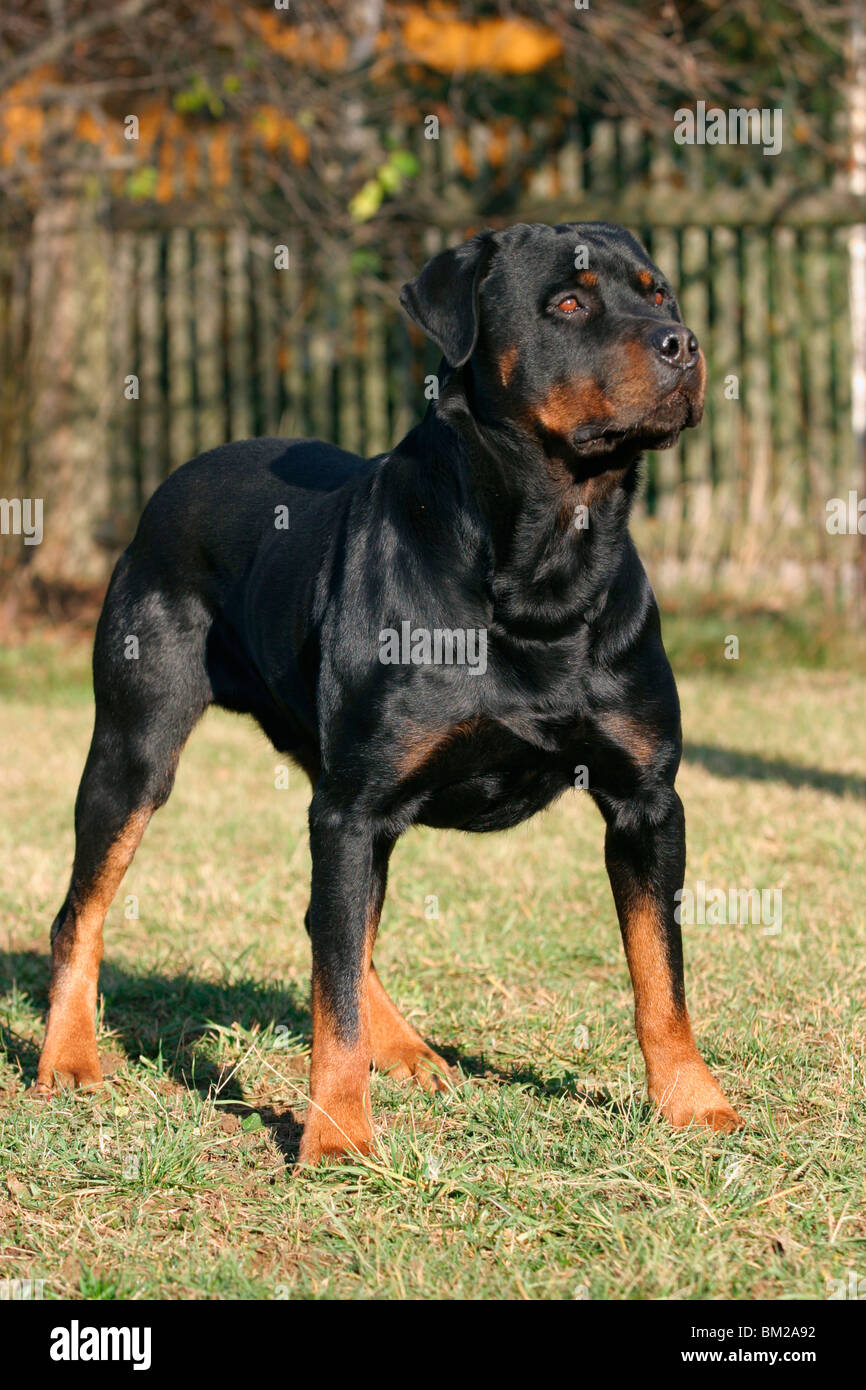 Rottweiler sommer hi-res stock photography and images - Alamy