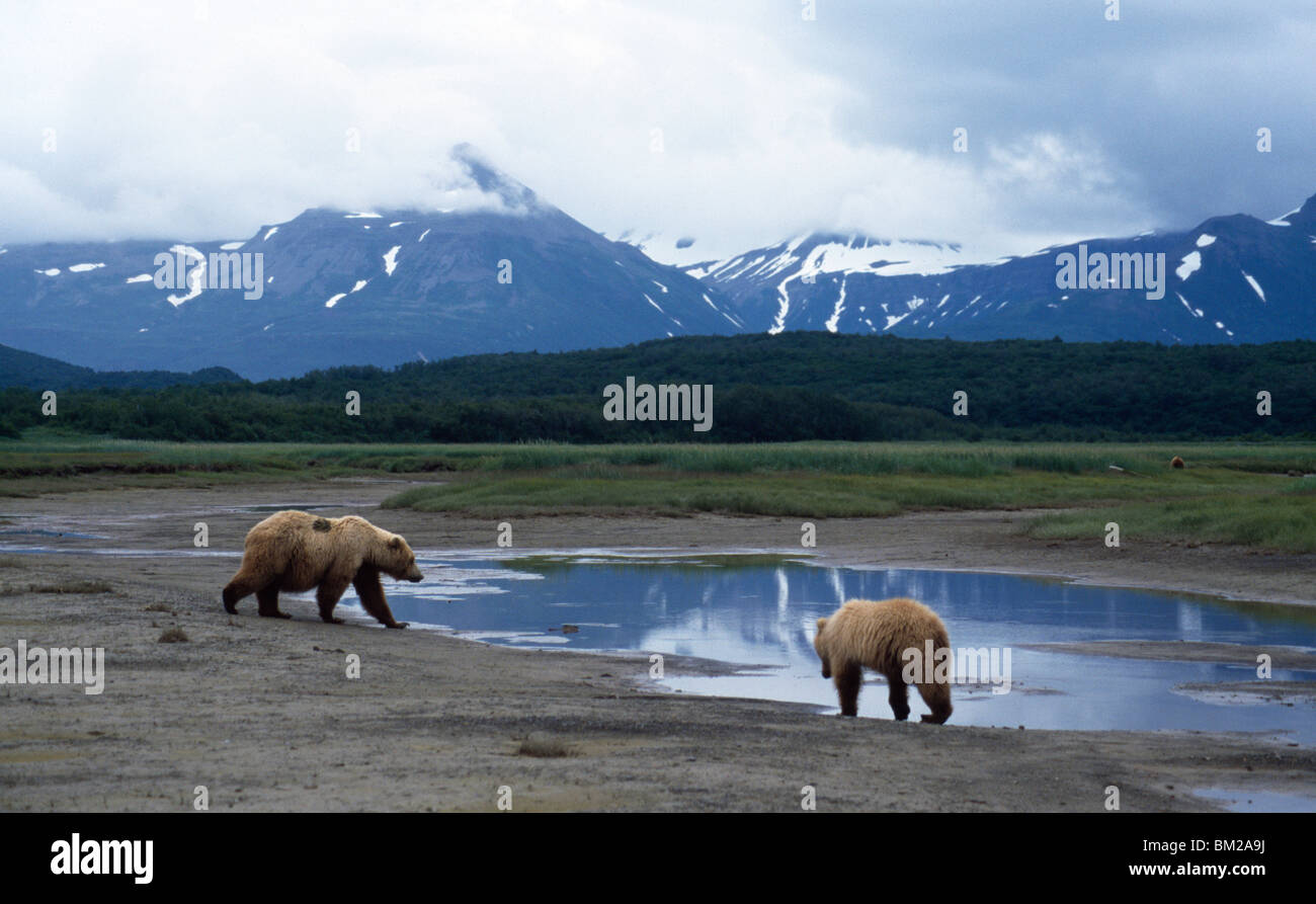 USA,  Alaska,  Hallo Bay,  Brown Bears (Ursus arctos) Stock Photo
