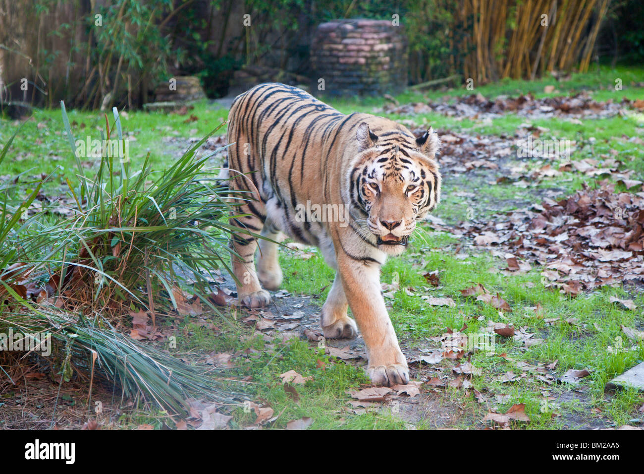 Orlando, FL - Jan 2009 - Asian tiger (Panthera tigris) paces in display at Disney's Animal Kingdom in Orlando Florida Stock Photo