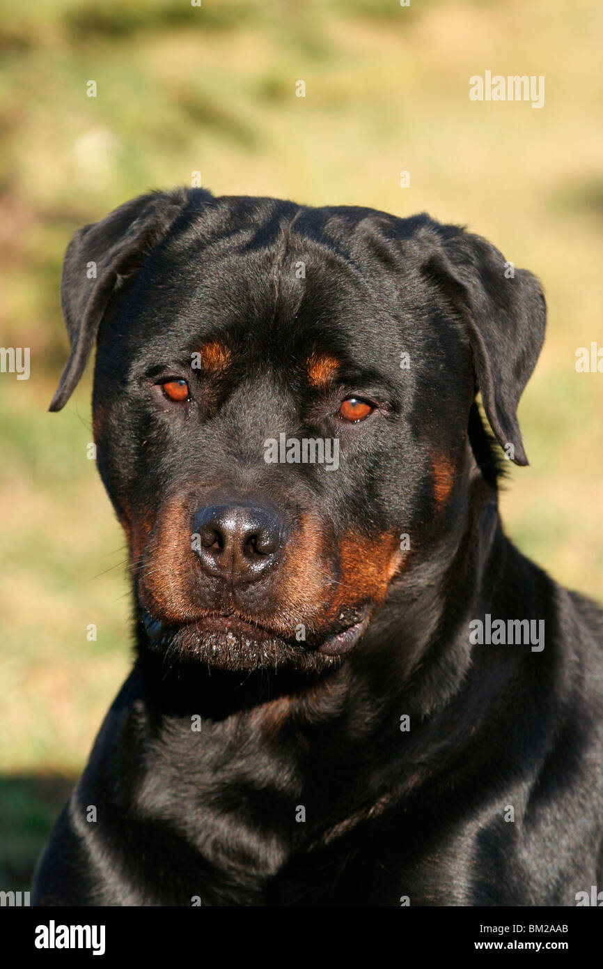 Rottweiler hund hi-res stock photography and images - Alamy