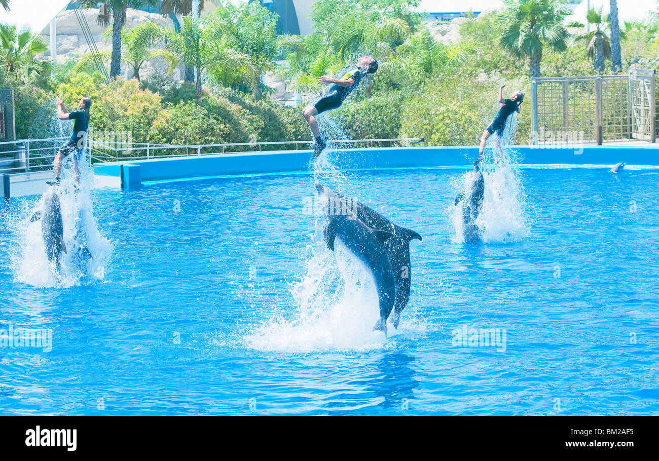 Dolphins pushing up in the air their instructors at the Oceanografic, City of Arts and Sciences, Valencia, Spain Stock Photo