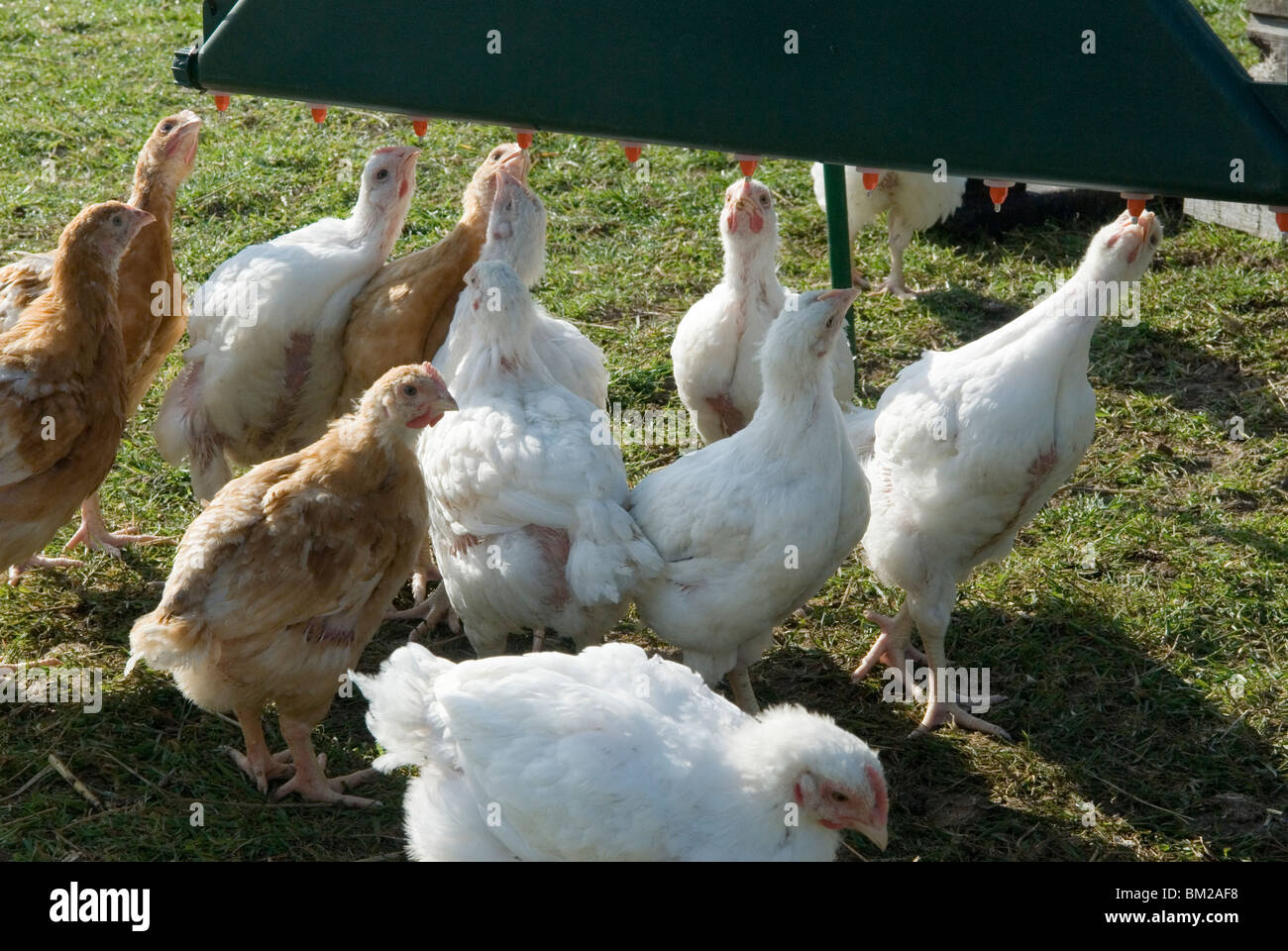 Poultry farm chickens drinking water hires stock photography and