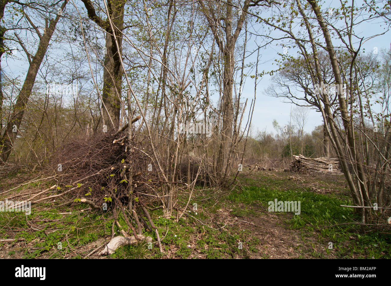 Recently coppiced woodland Stock Photo - Alamy