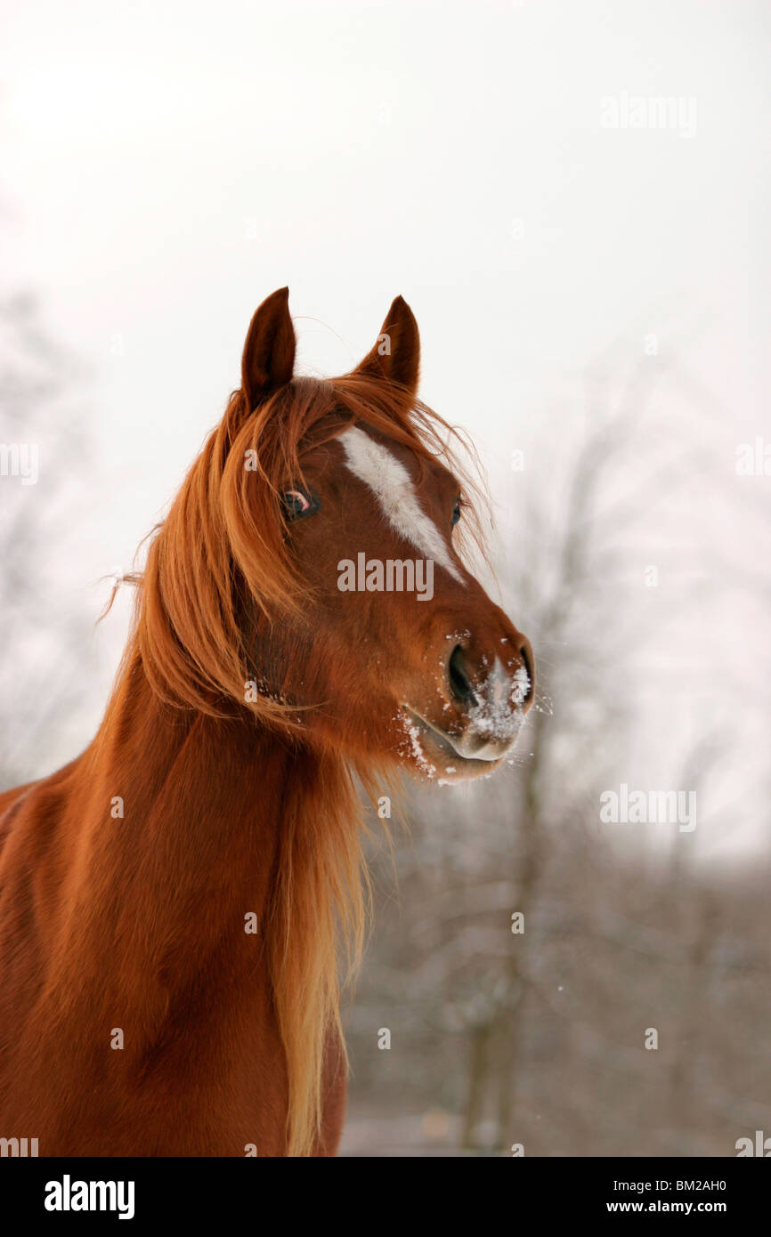 Morgan Cheval Morgan Horse Portrait Stock Photo - Alamy
