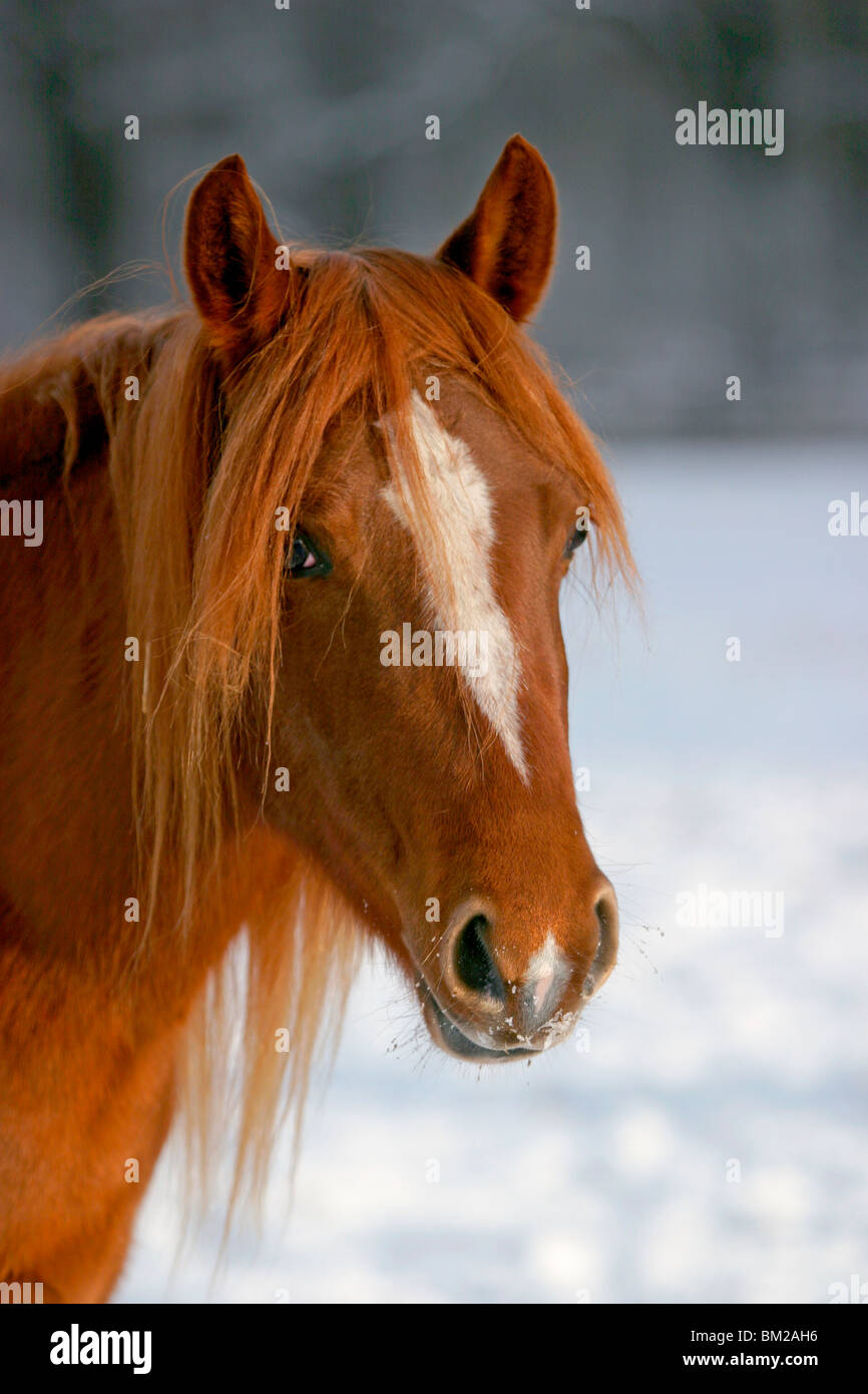 Morgan Cheval Morgan Horse Portrait Stock Photo - Alamy