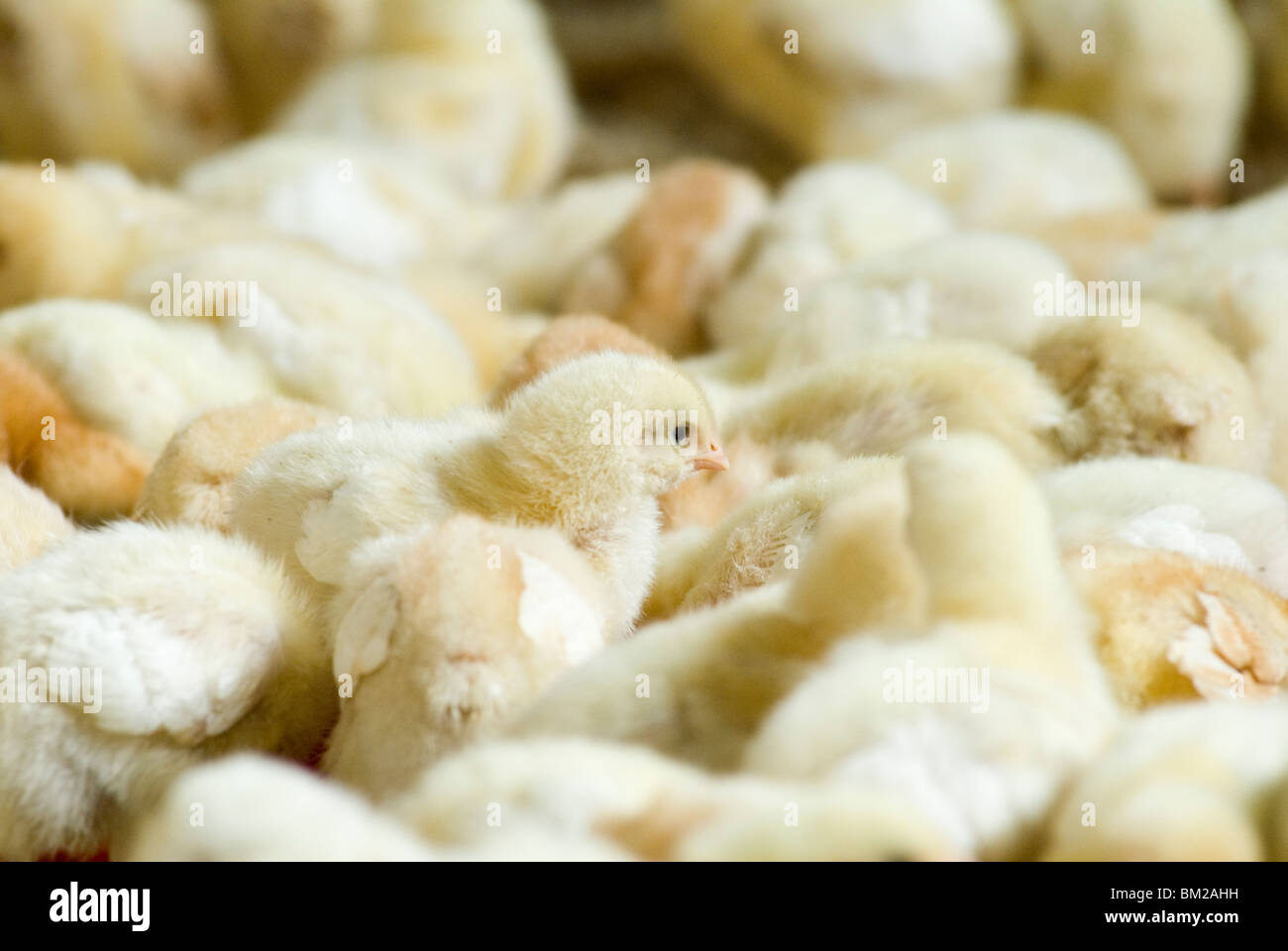 Free range week old baby chicks, interior of heated breeding shed UK HOMER SYKES Stock Photo