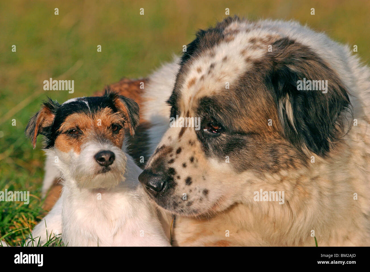 Moskauer Wachhund / Moscow Watchdog & Parson Russell Terrier Portrait Stock Photo