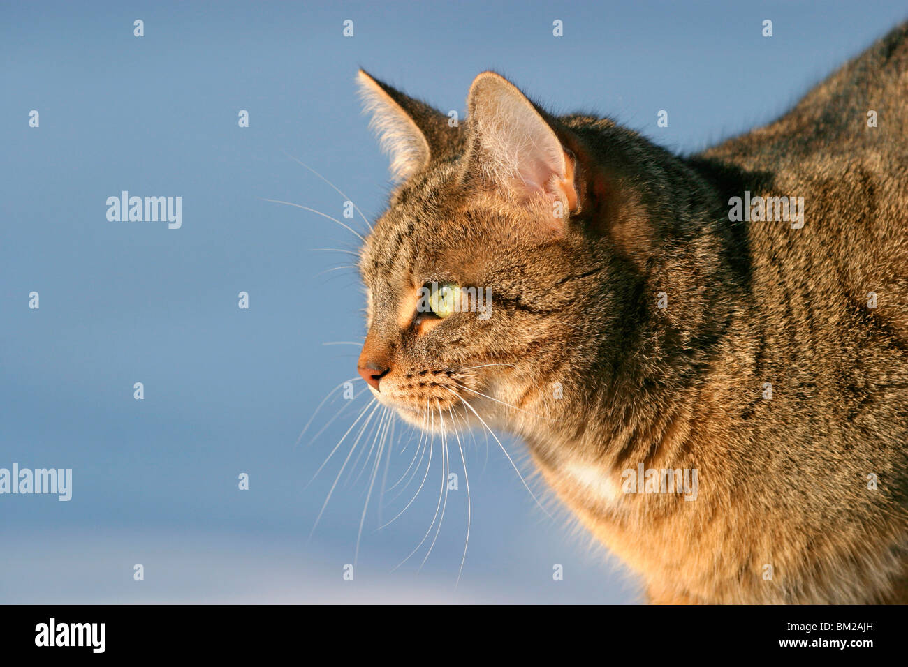 Katzen / Cat Portrait Stock Photo