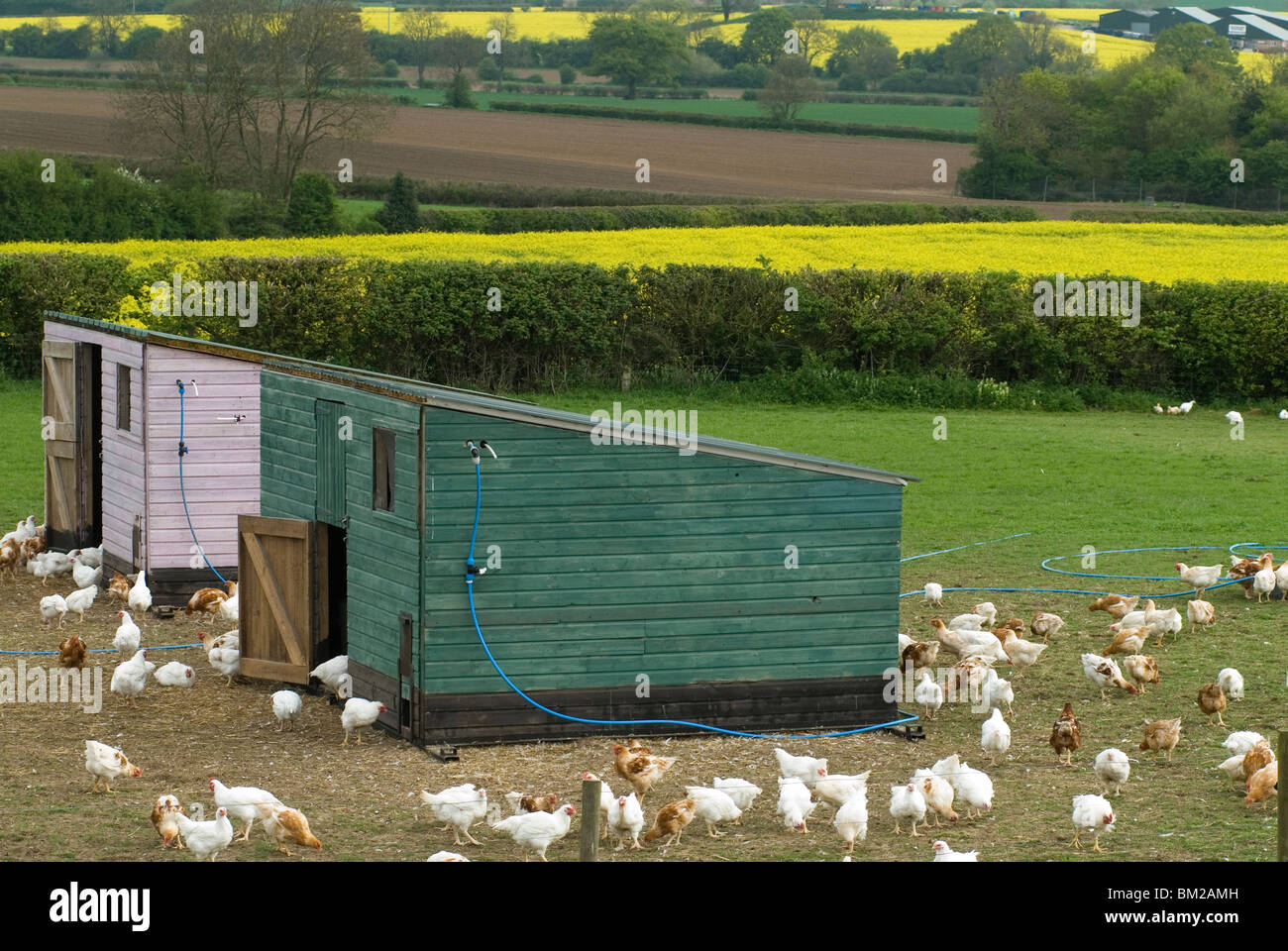 Free Range Chickens Uk High Resolution Stock Photography and Images Alamy