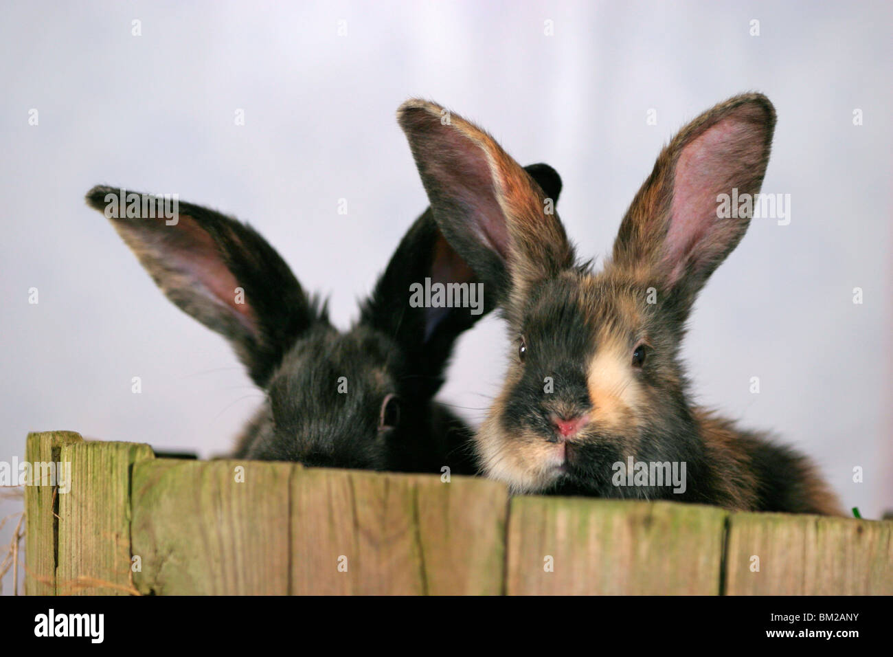 Stallkaninchen hi-res stock photography and images - Alamy