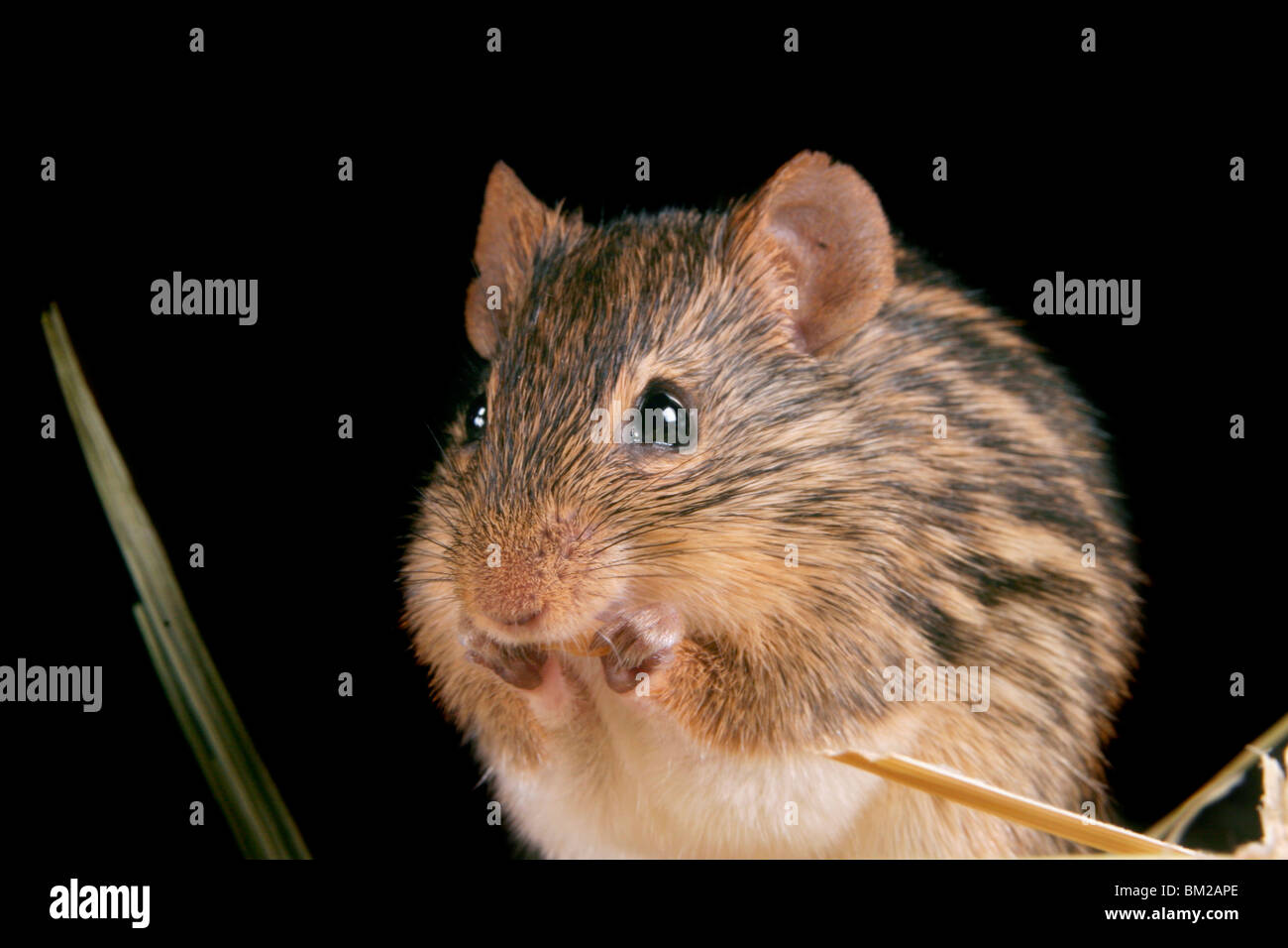 Streifenmaus Stock Photo