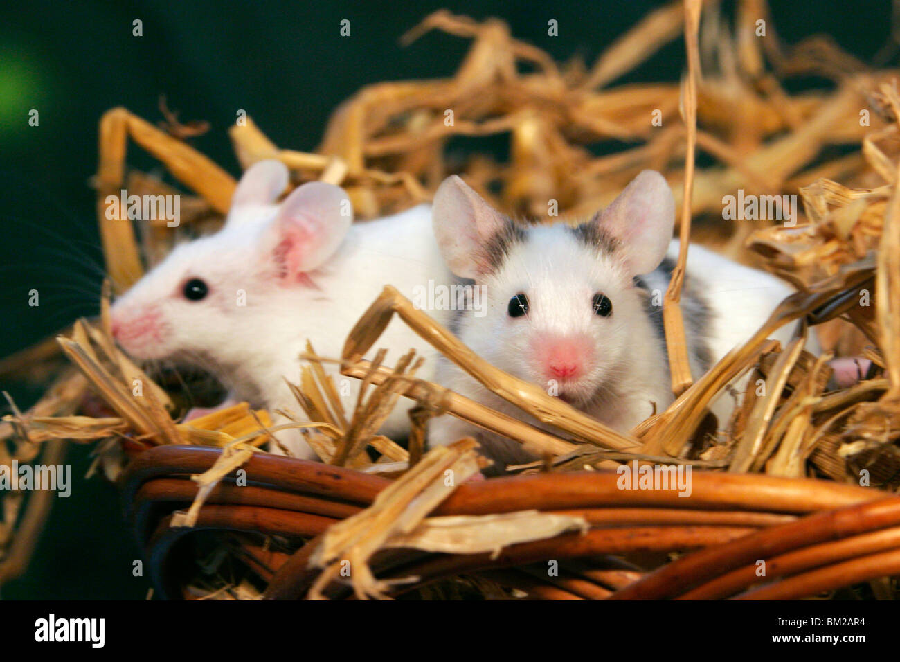 Zwei Farbmäuse im Stroh / two mice in the straw Stock Photo