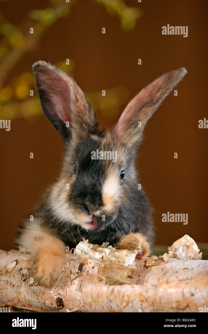 Kaninchen / rabbit Stock Photo