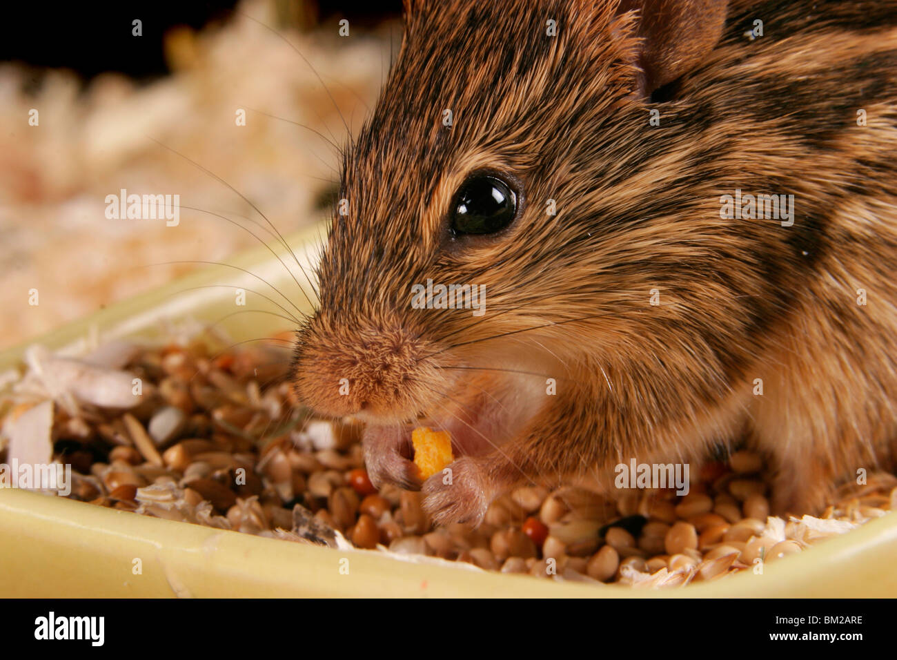 Streifenmaus beim Fressen / eating mouse Stock Photo