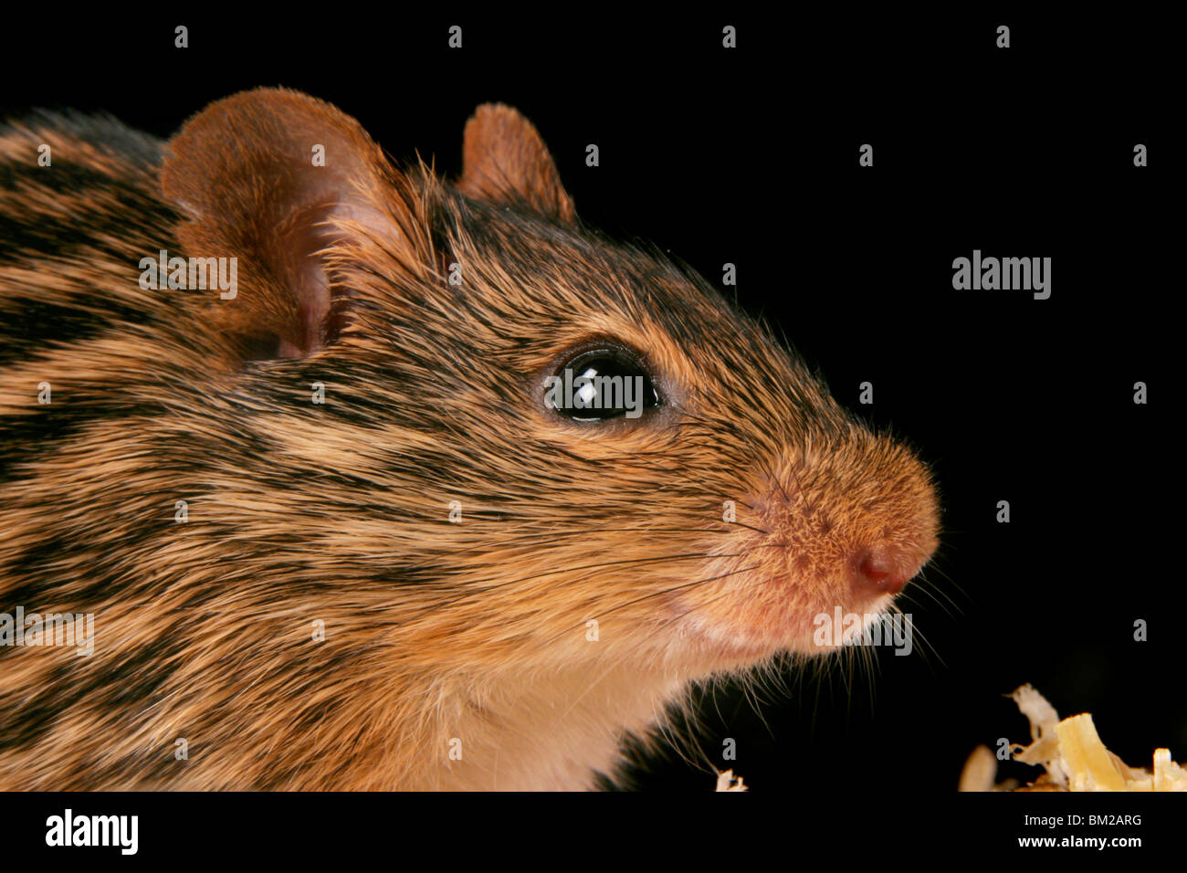 Streifenmaus Stock Photo