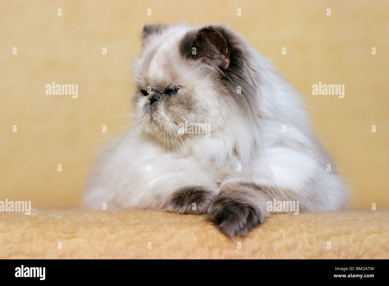 liegende Perserkatze / lying persian cat Stock Photo