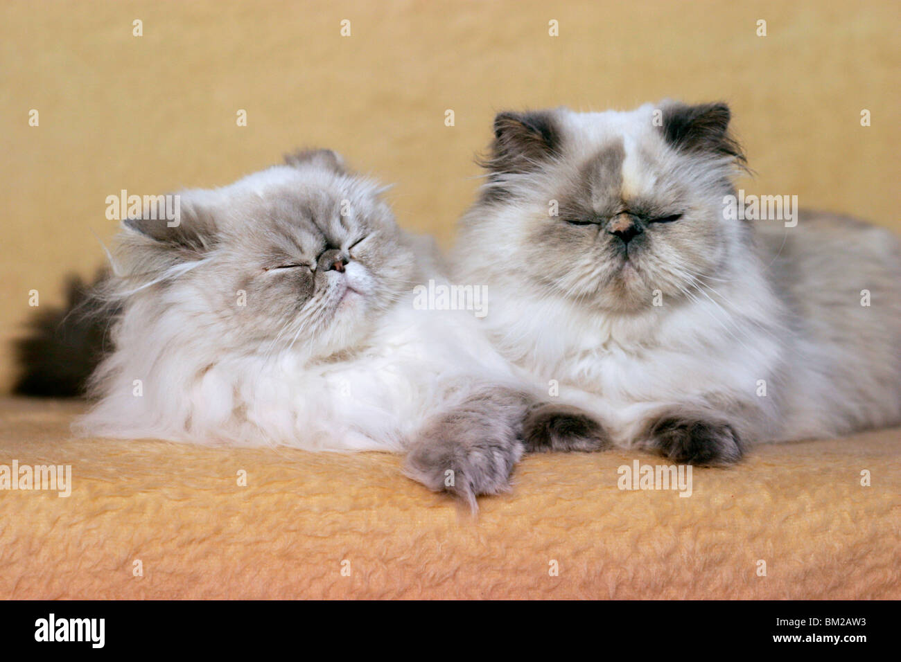 liegende Perserkatzen / lying persian cats Stock Photo