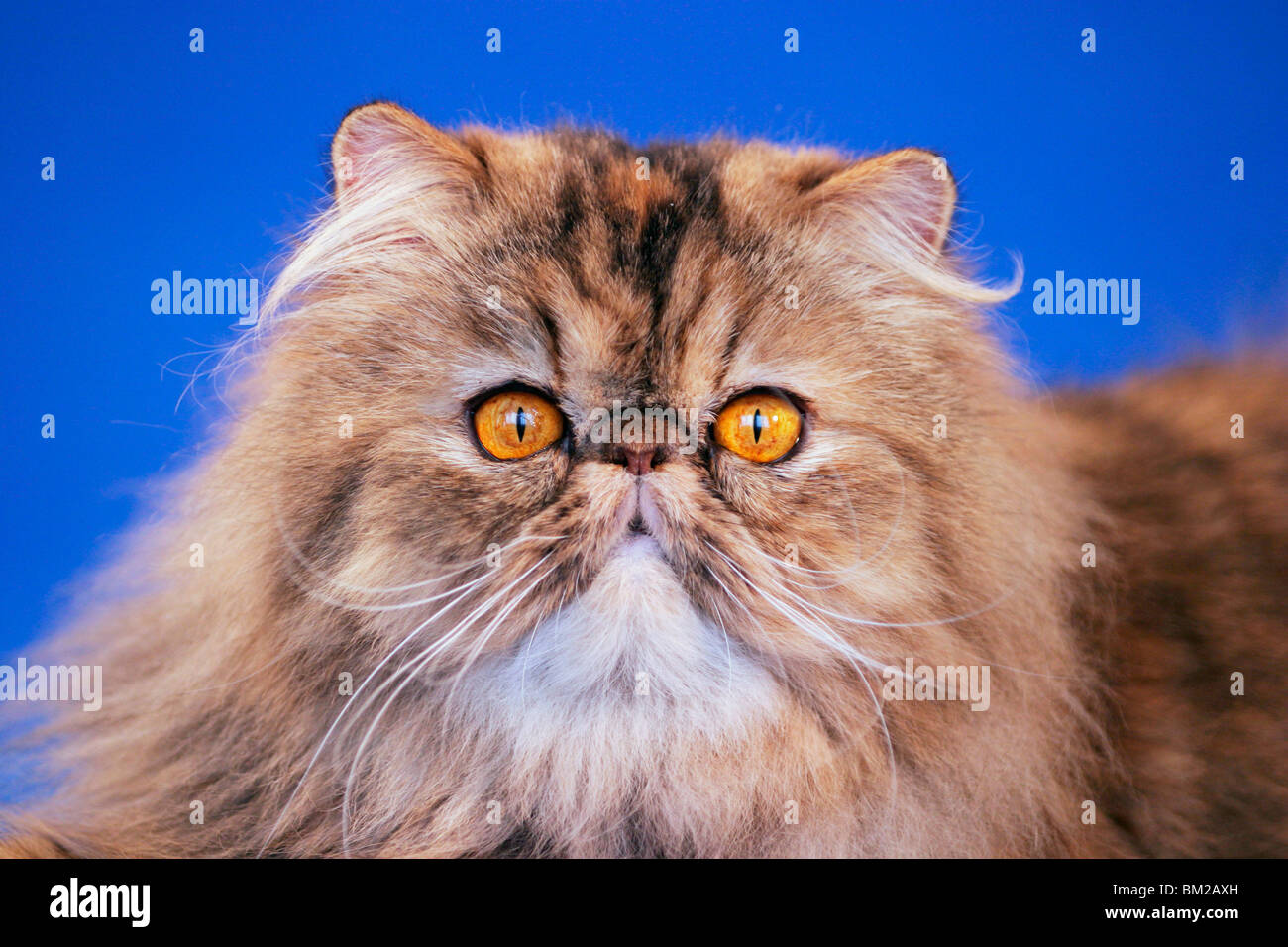 Perserkatze / Persian Cat Portrait Stock Photo Alamy