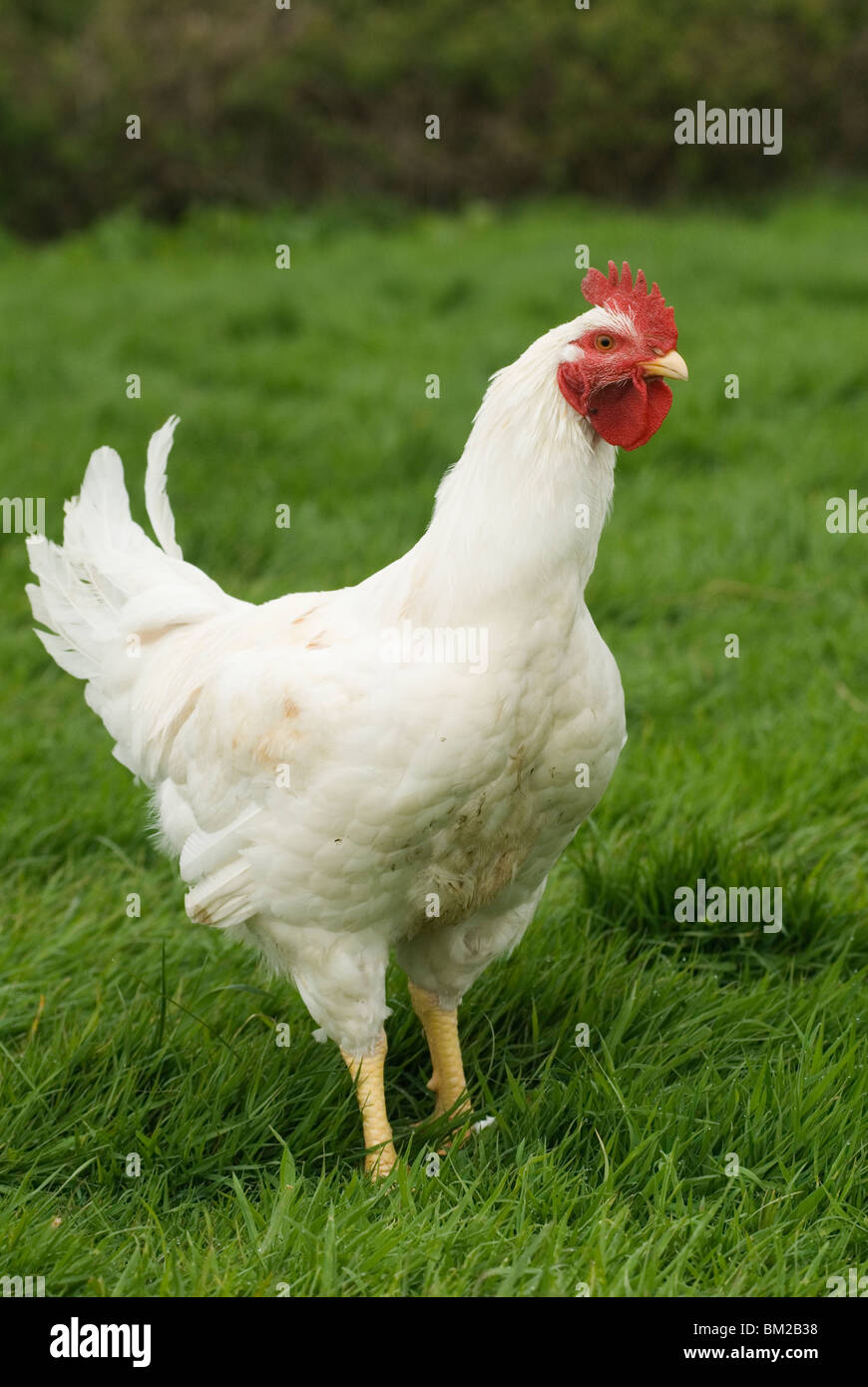 Free range poultry Cockerels Leicestershire UK HOMER SYKES Stock Photo