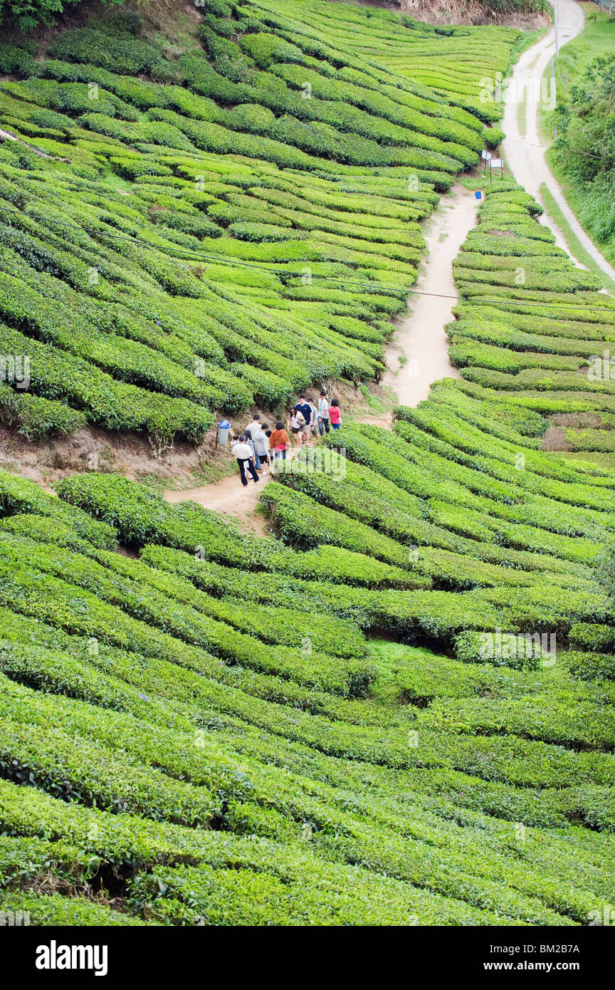 Tourist walking in a tea plantation, BOH Sungai Palas Tea Estate, Cameron Highlands, Perak state, Malaysia, Southeast Asia Stock Photo