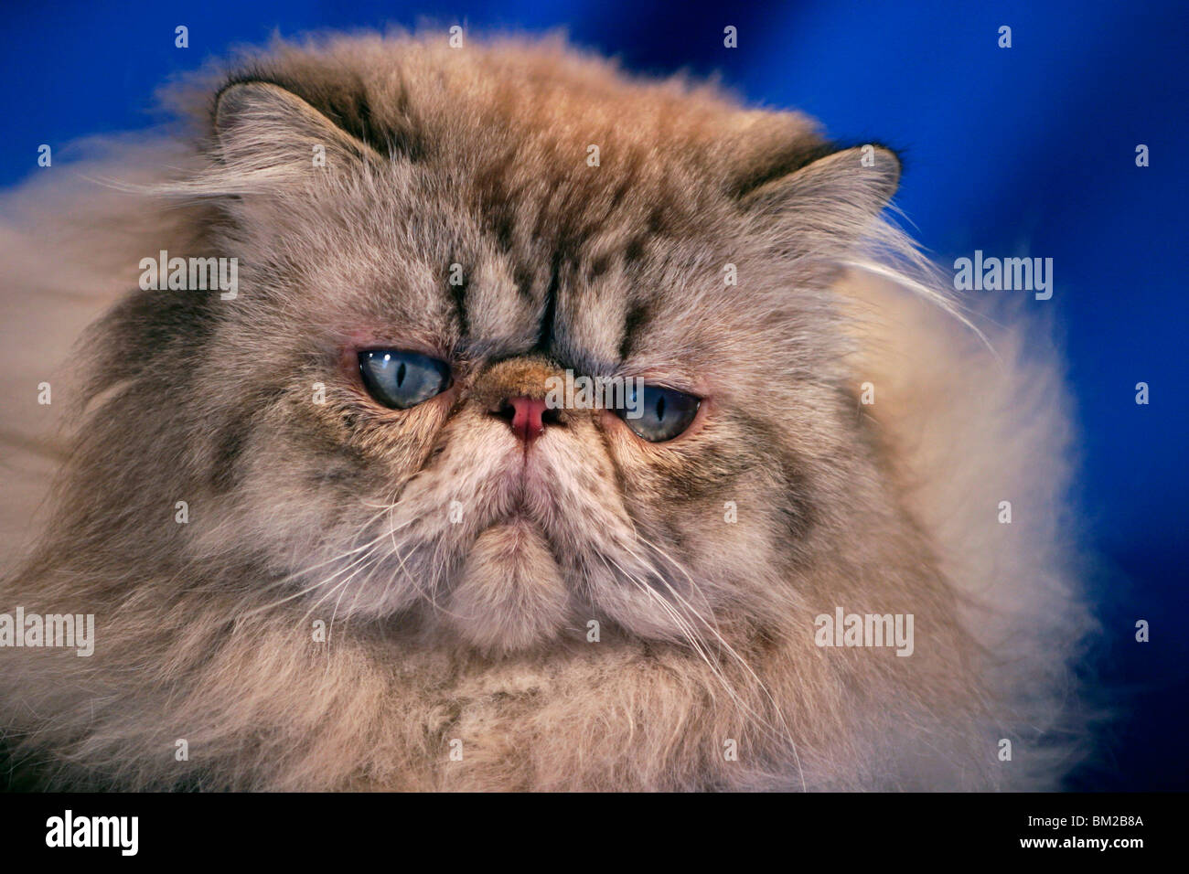 Perserkatze / Persian Cat Portrait Stock Photo Alamy