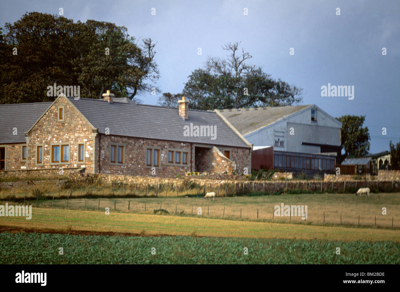 Scottish Borders Farm House & Barns Cows Stock Photo Alamy